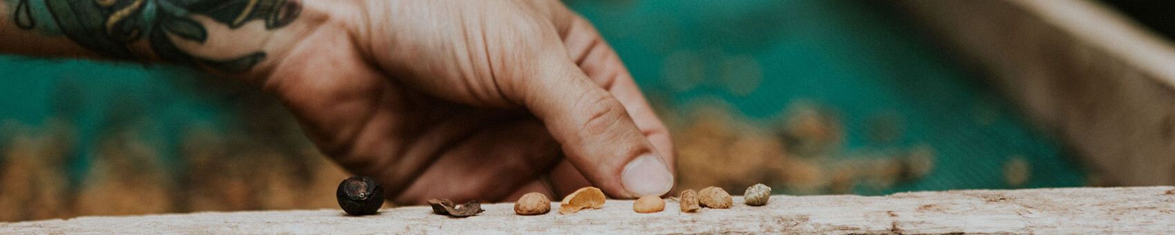 Close-up of coffee beans in various processing stages on a wooden board in Monteverde, Costa Rica.