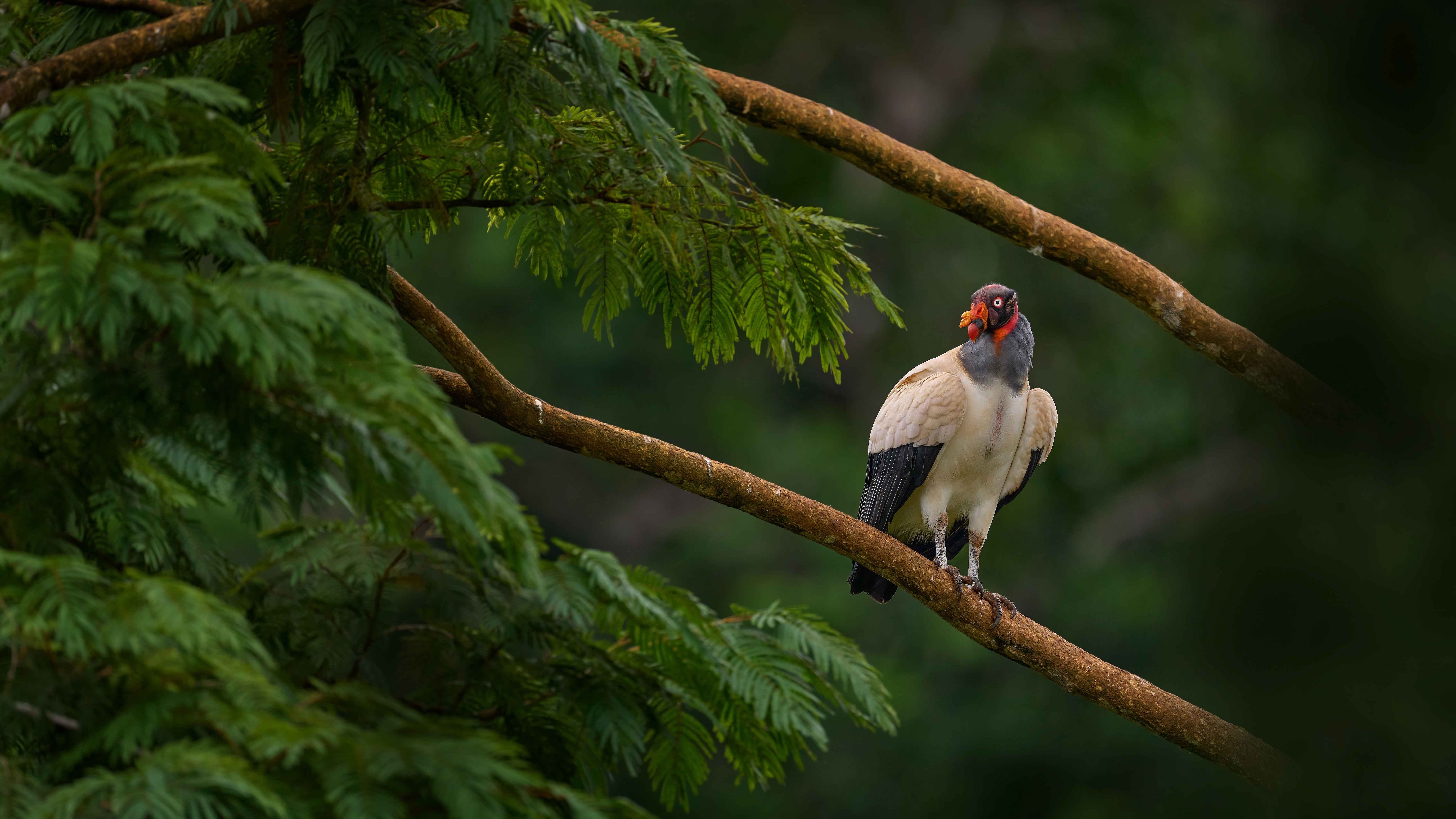 Majestätischer Königsgeier auf einem Ast, umgeben von Vegetation in Monteverde, Costa Rica.