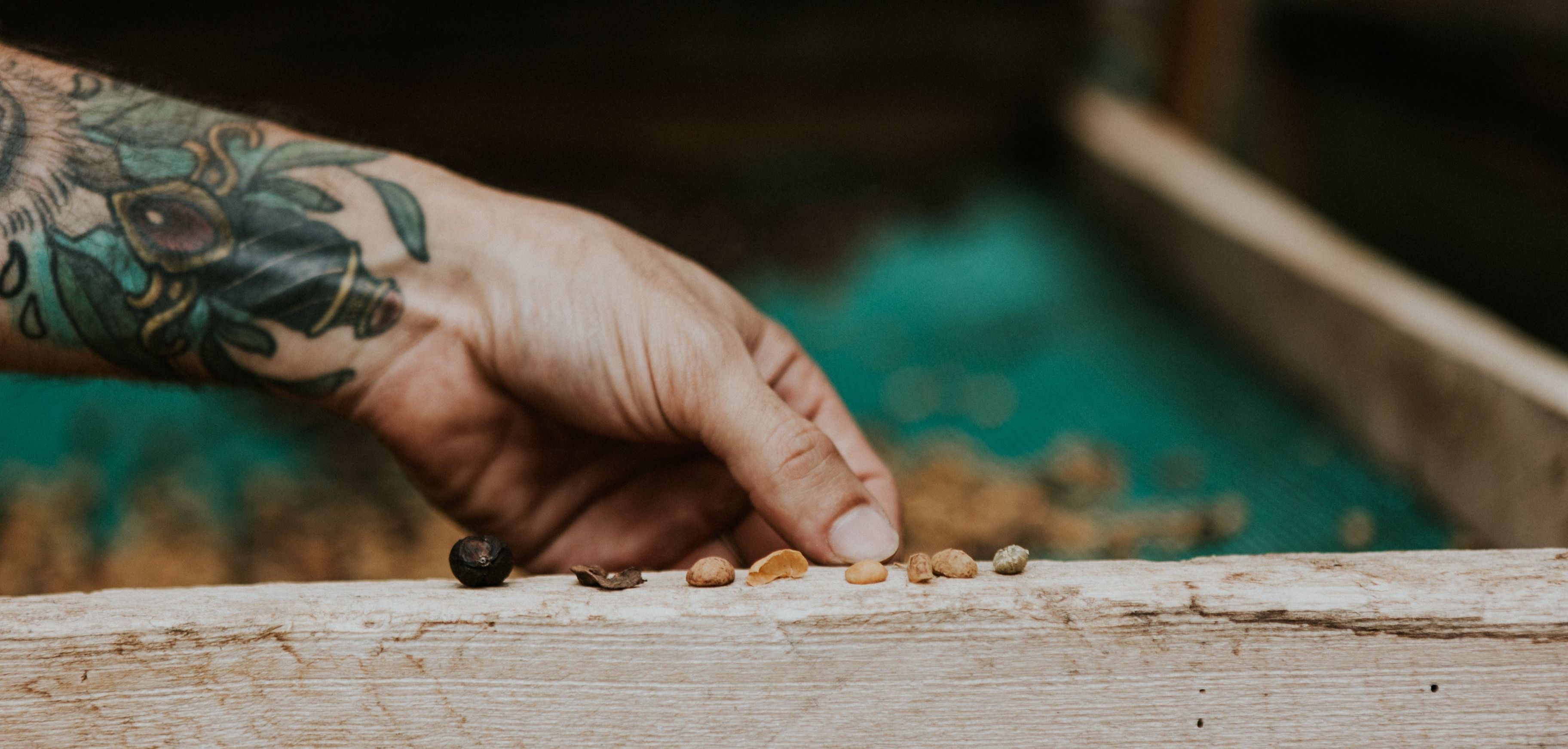 A hand displaying coffee beans at various stages of processing during the Coffee & Nature - Barista Art tour in Monteverde.