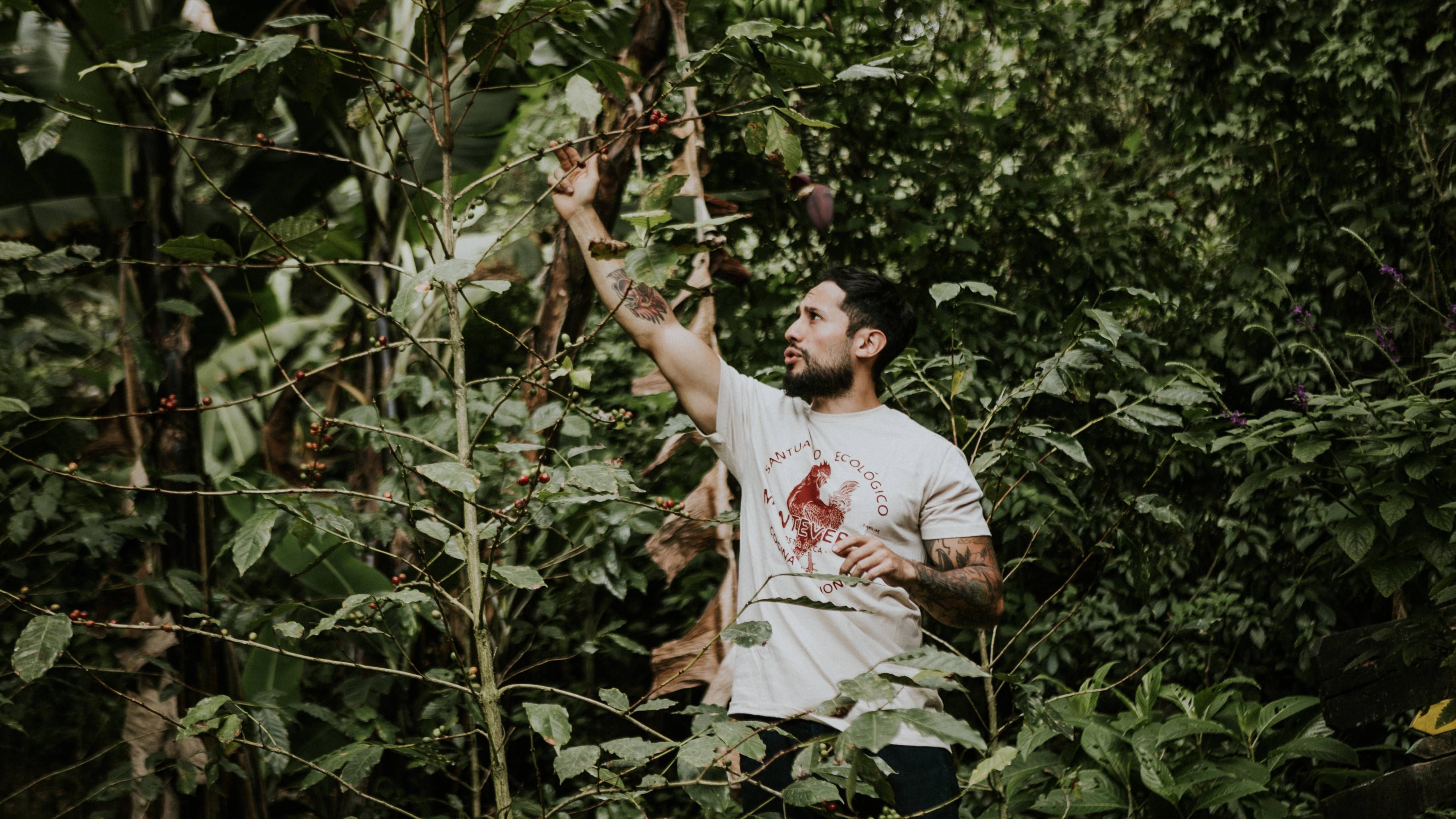 A man picking ripe coffee cherries in the lush organic coffee gardens at Monteverde’s Ecological Sanctuary.