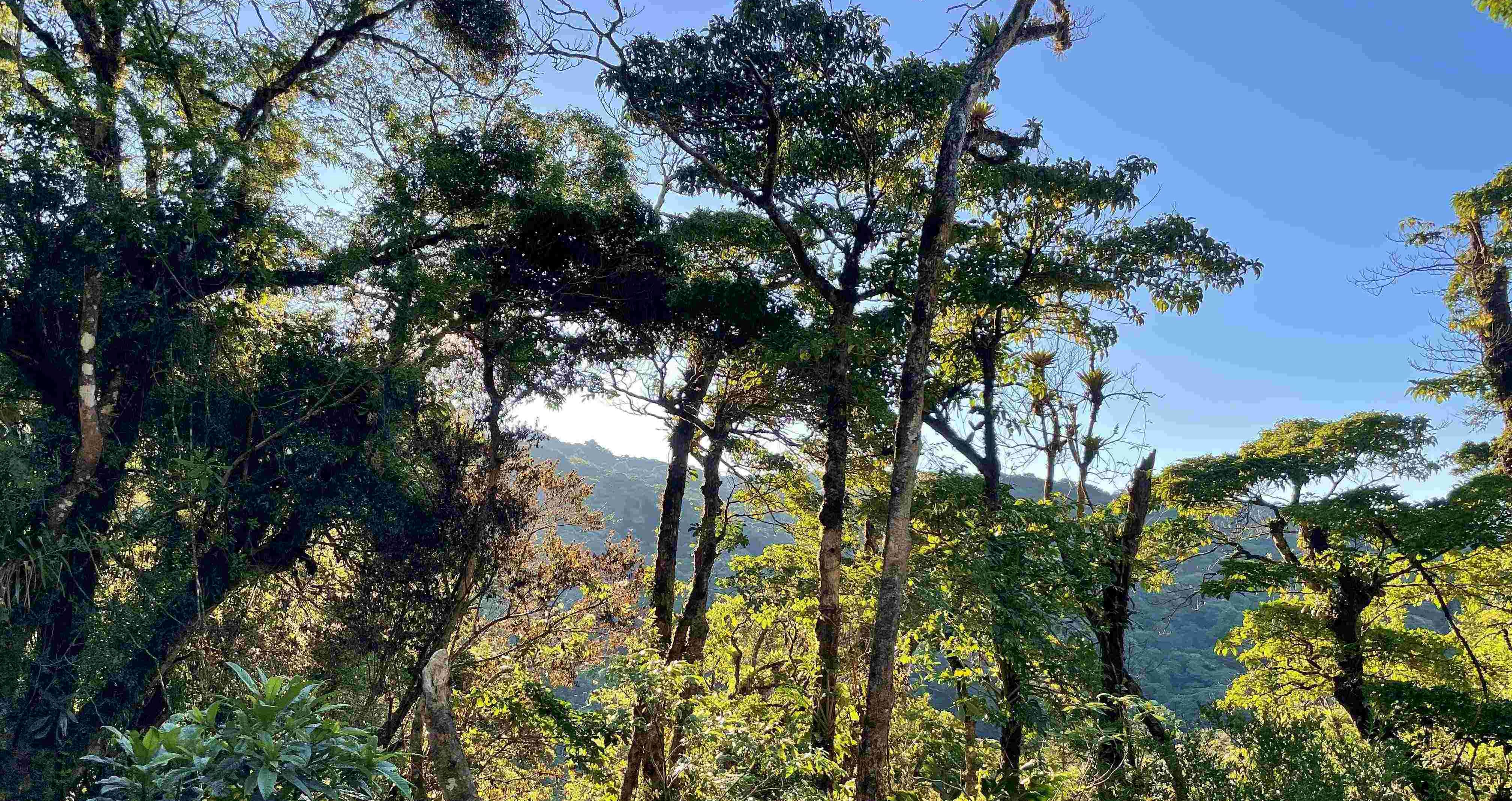 Panoramic view of Monteverde’s cloud forest with sunlight filtering through dense green foliage and towering trees.