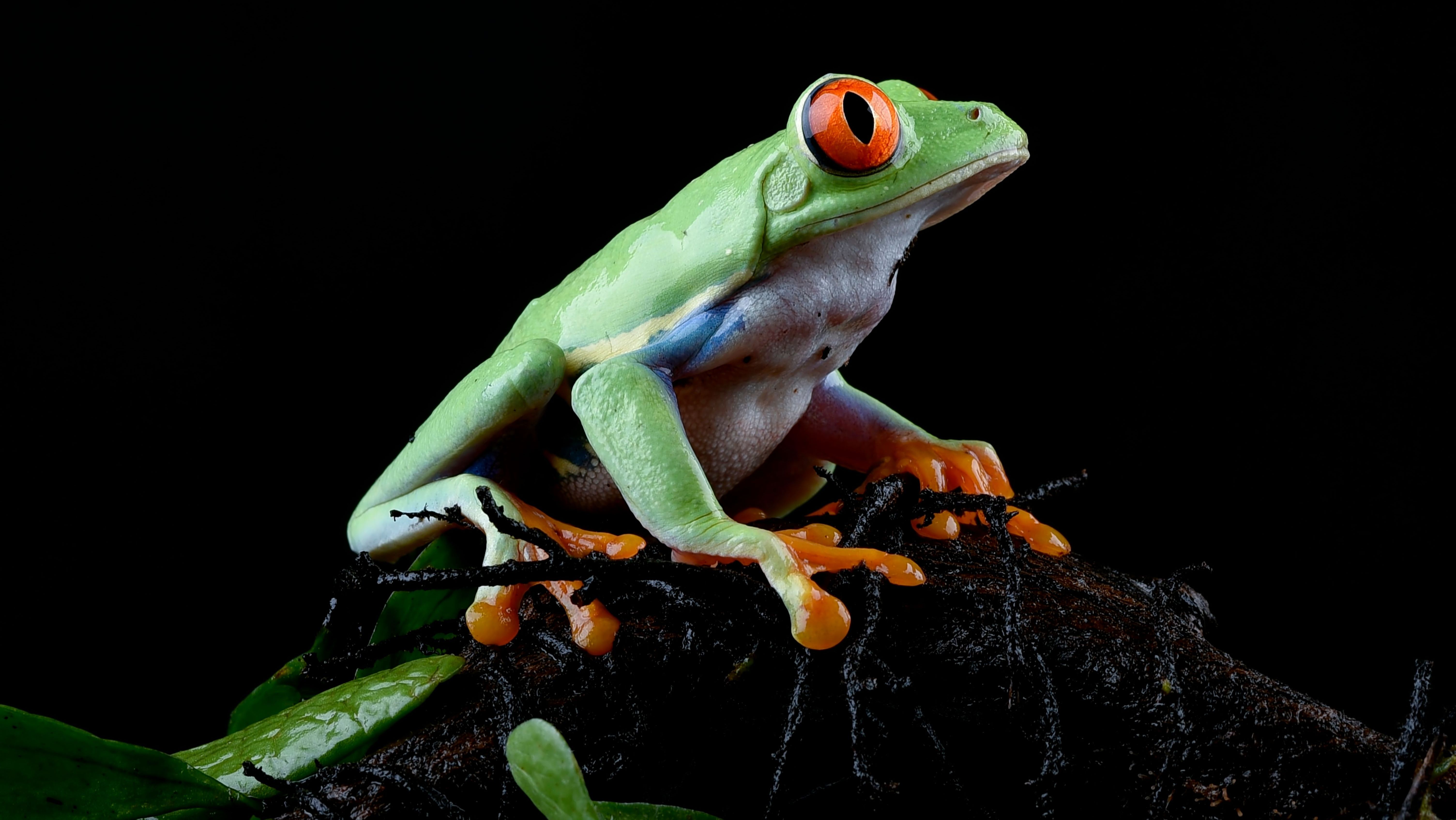 Rotaugenlaubfrosch sitzt auf einem Ast während einer Nachtwanderung im Nebelwald von Monteverde.