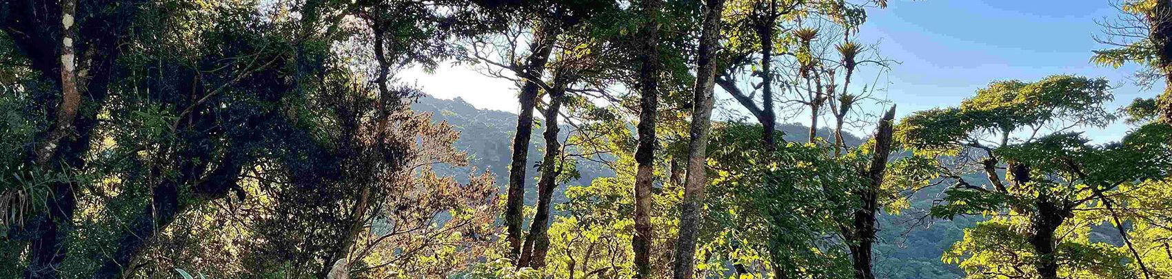 Panoramic view of Monteverde’s cloud forest with sunlight filtering through dense foliage and towering trees.