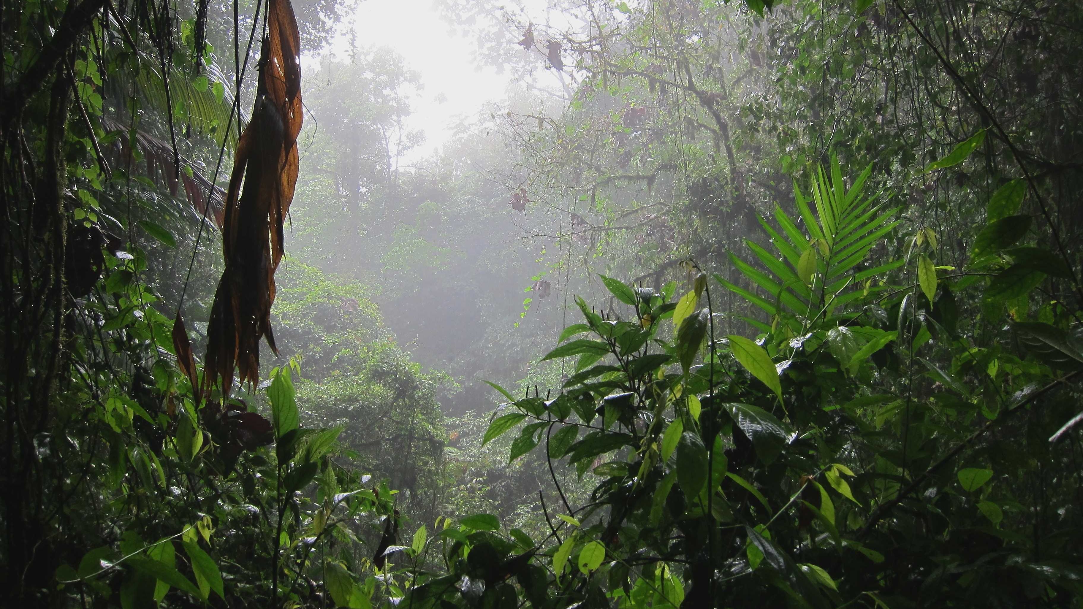 Dichte vegetatie in het nevelwoud van Monteverde, met mist tussen de bomen.