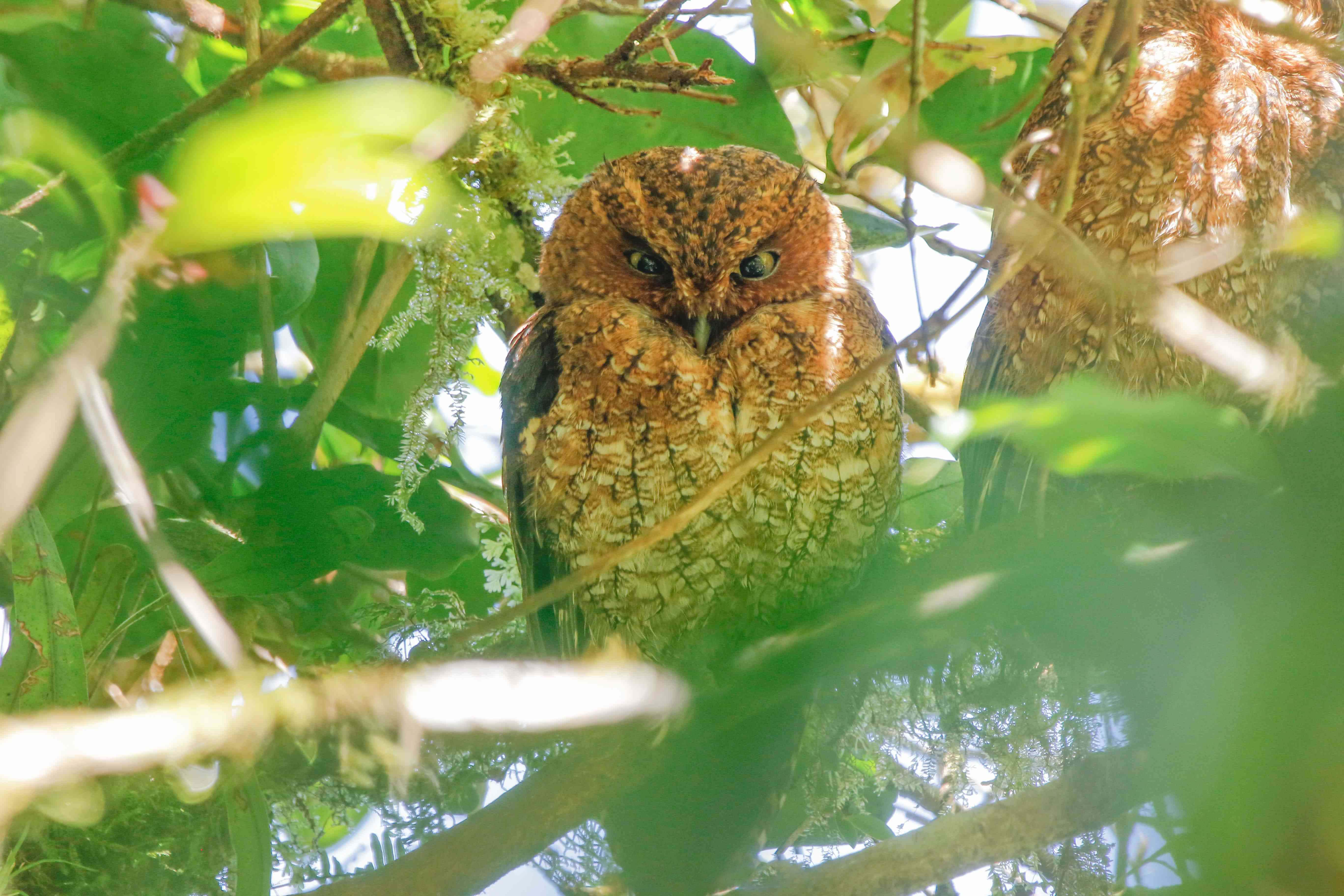 Santa Elena Reserve: A Cloud Forest Exploration