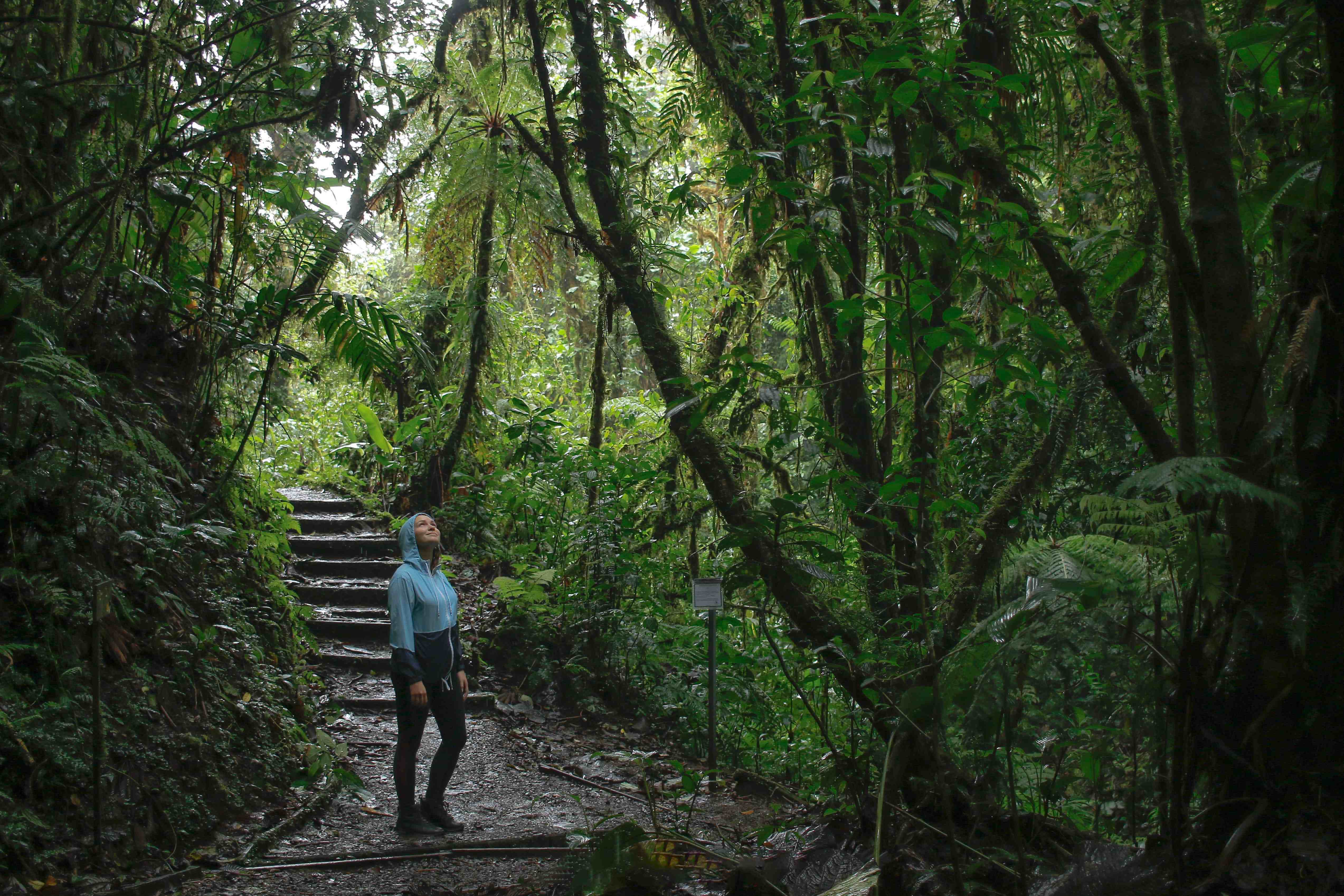 A woman wearing a raincoat gazes upward while hiking a lush forest trail in Monteverde, Costa Rica.