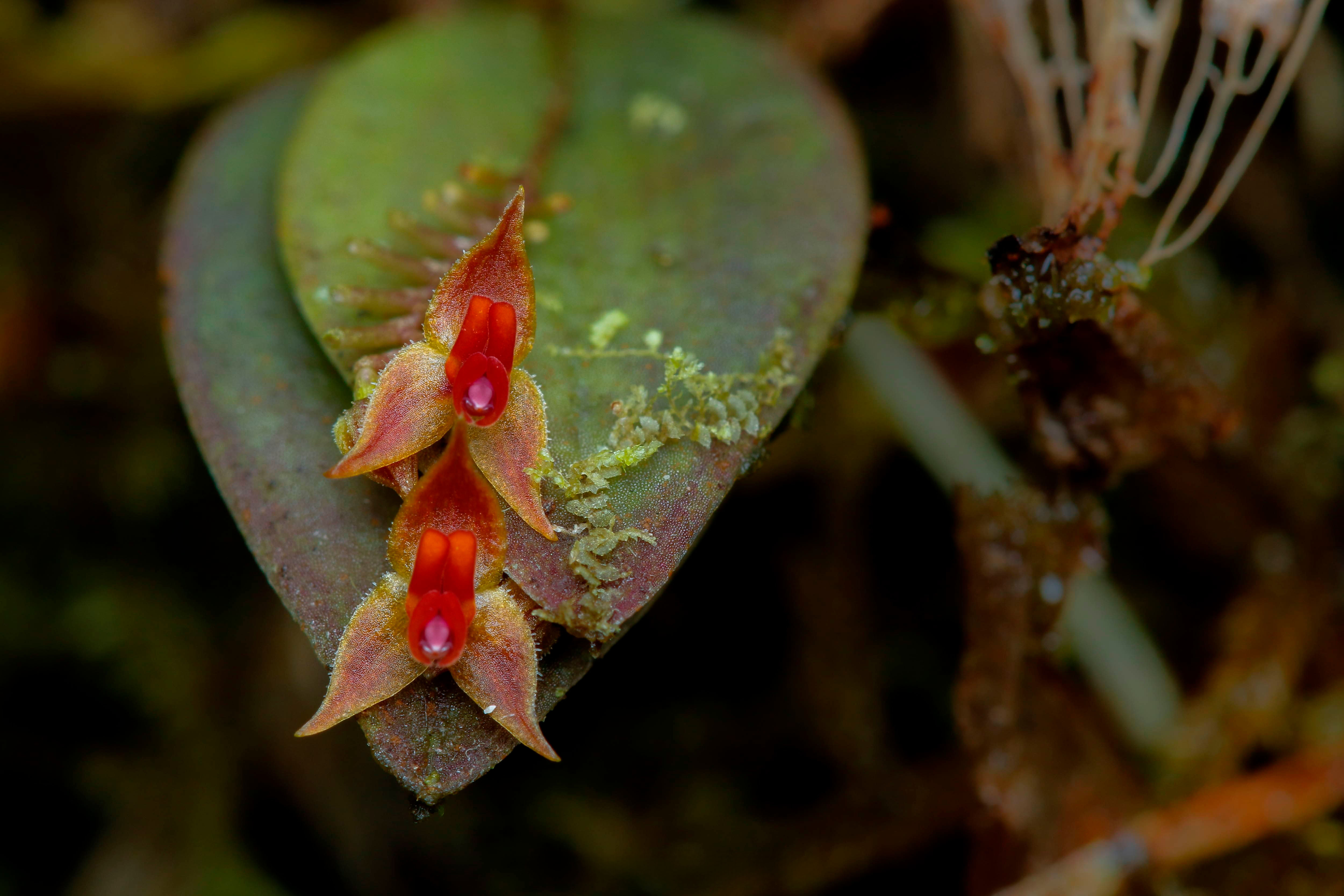 Curi Cancha Reserve: A Natural Exploration