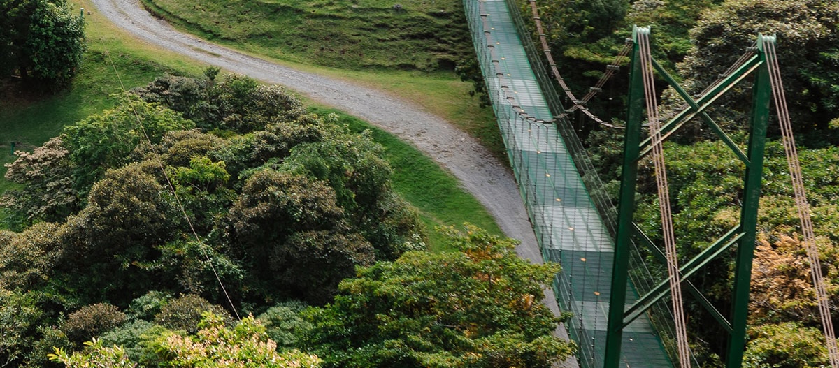 panoramic view of a bridge surrounded by greenery