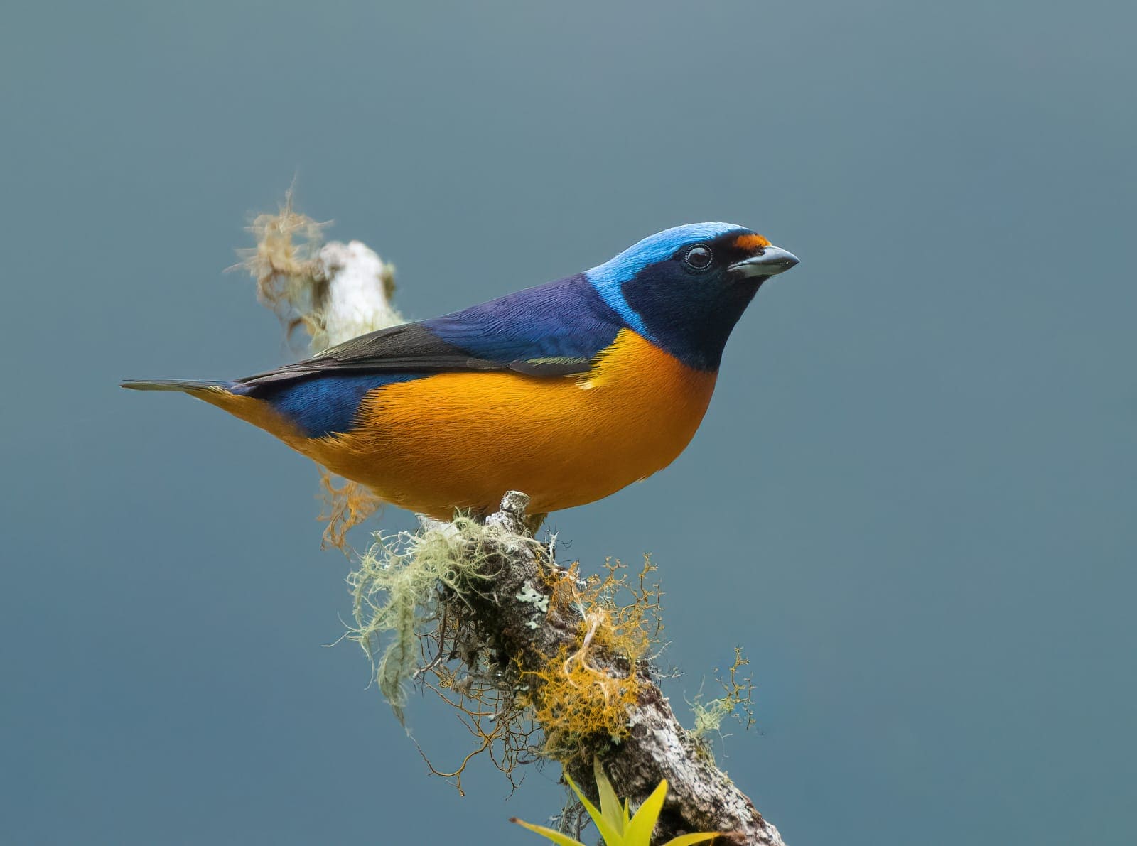 Monteverde Birdwatching: HalfDay with George