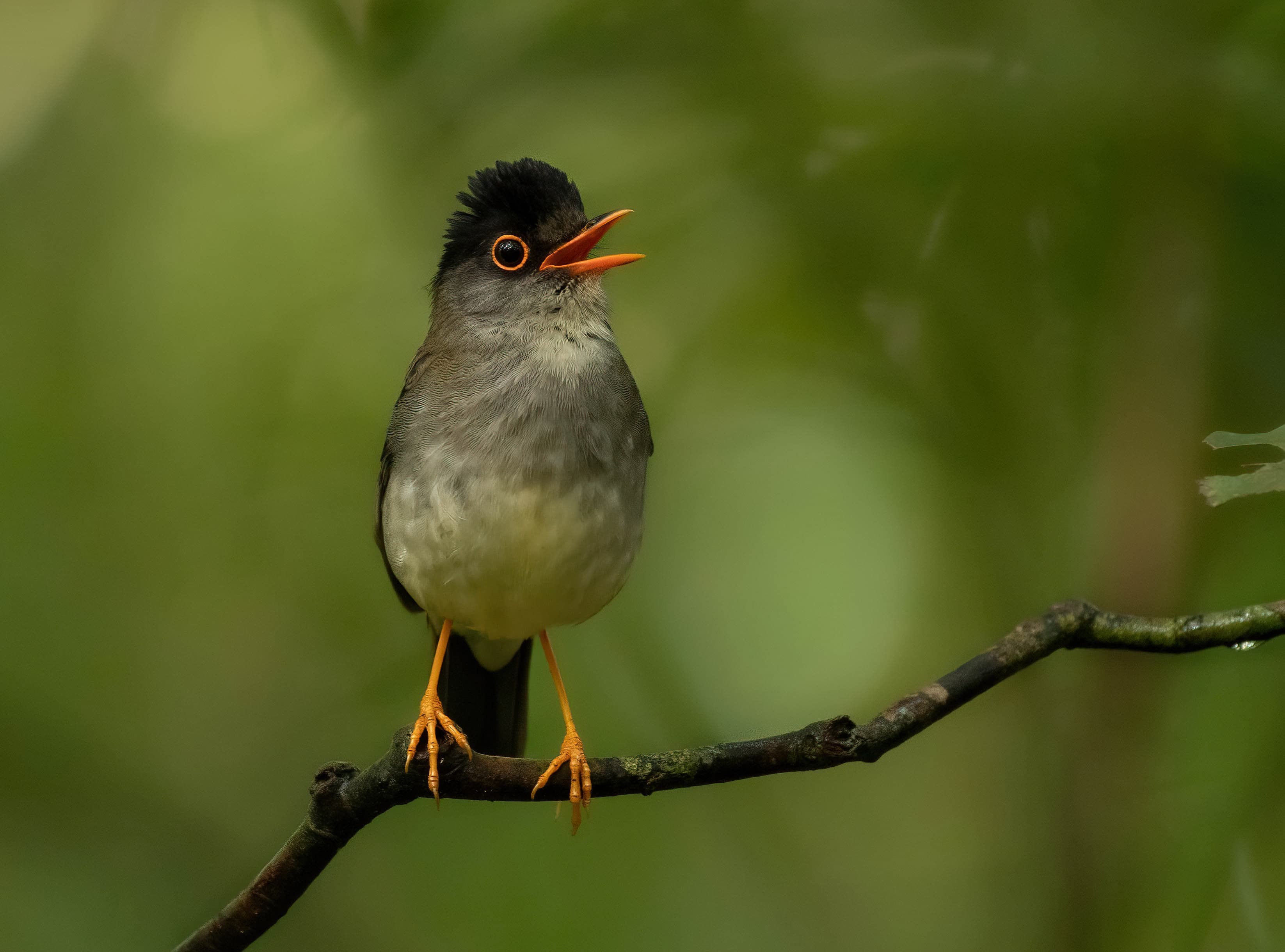 Monteverde Birdwatching: HalfDay with George