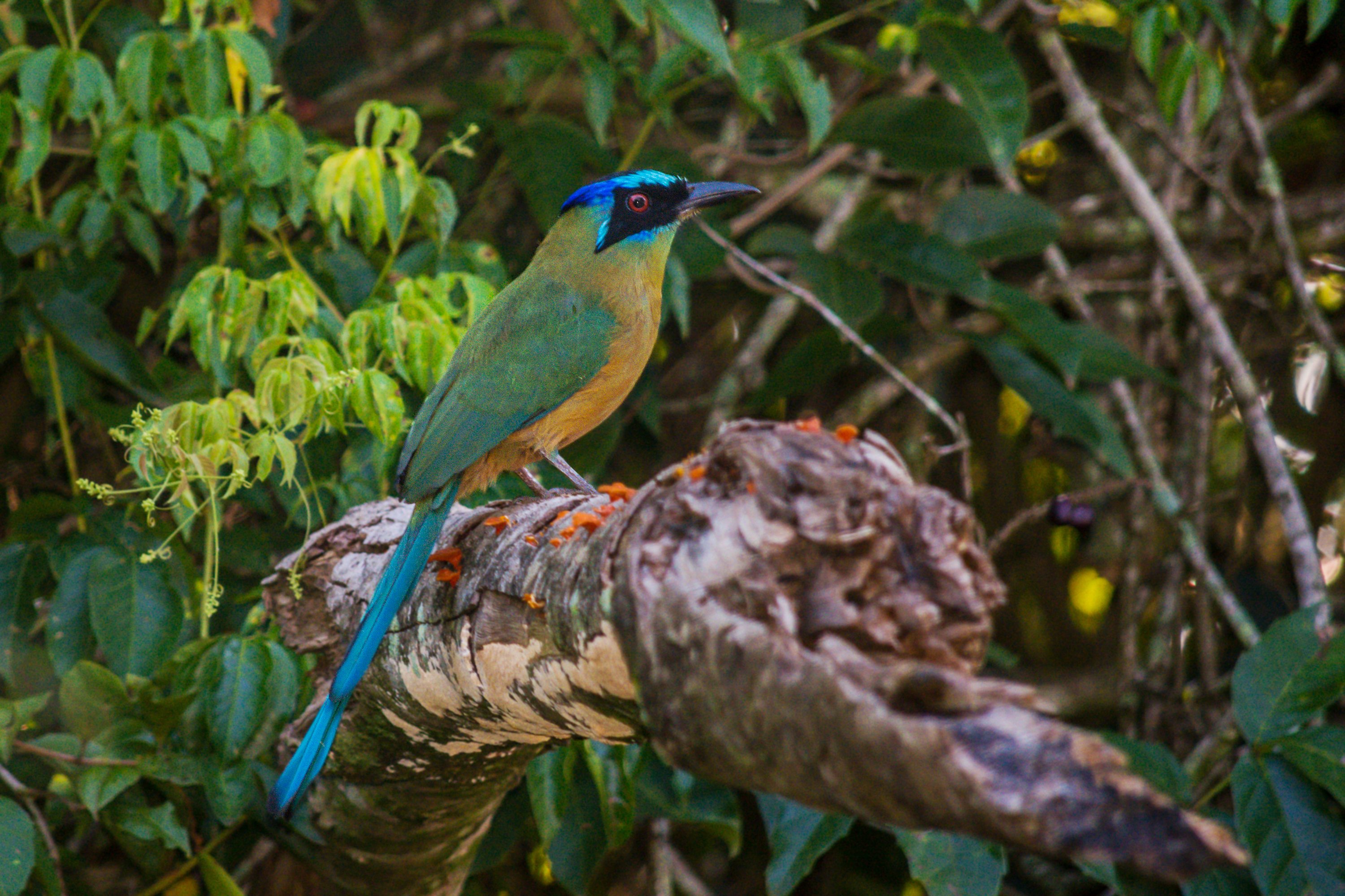 Birdwatching trails of Monteverde