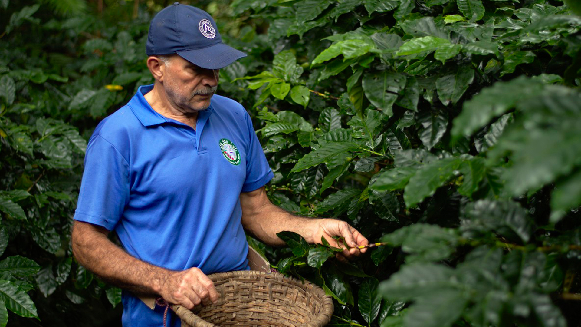 A coffee farmer at Café San Luis, Monteverde, carefully inspecting coffee plants