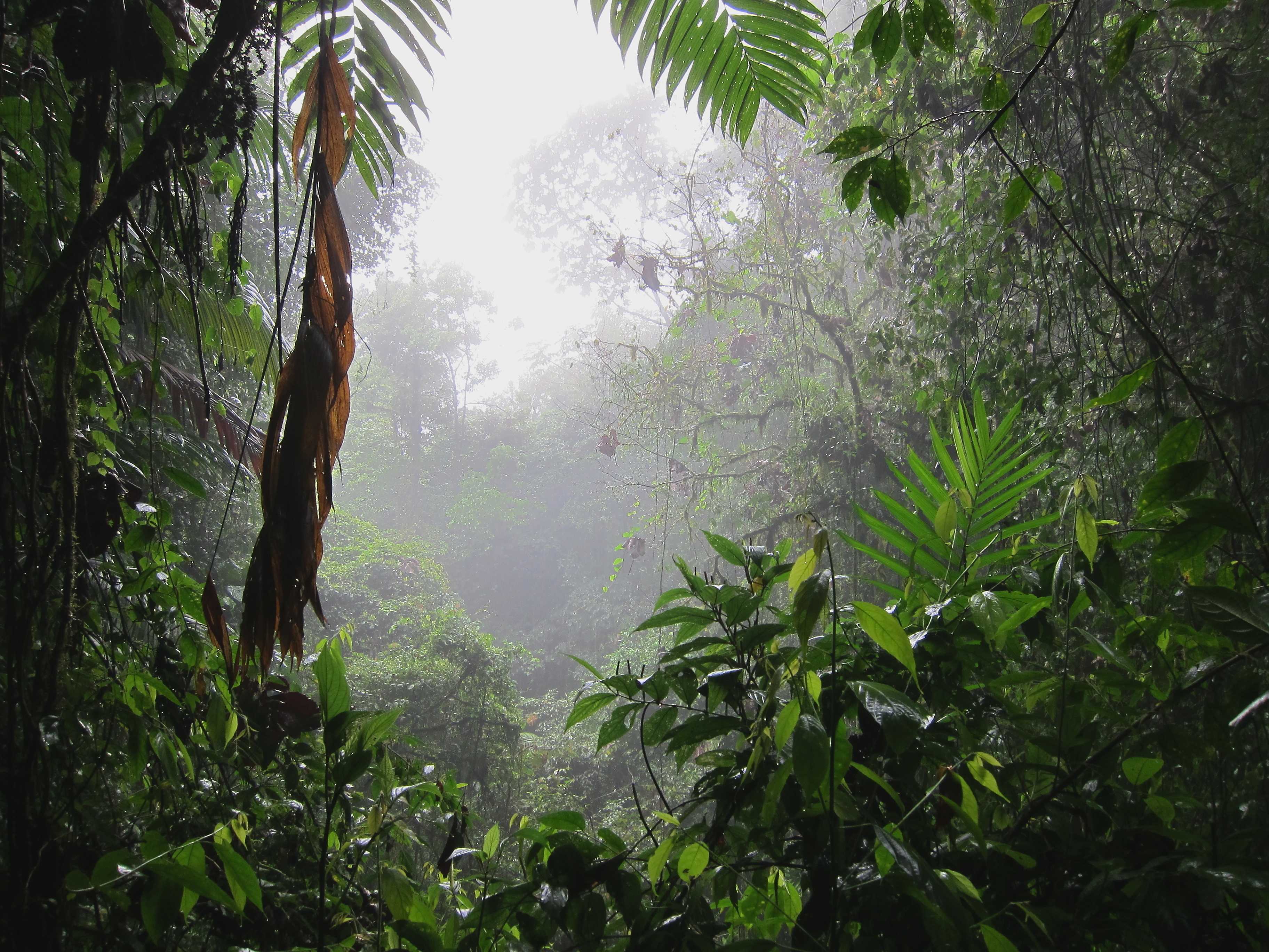 Monteverde Reserve: A Cloud Forest Experience