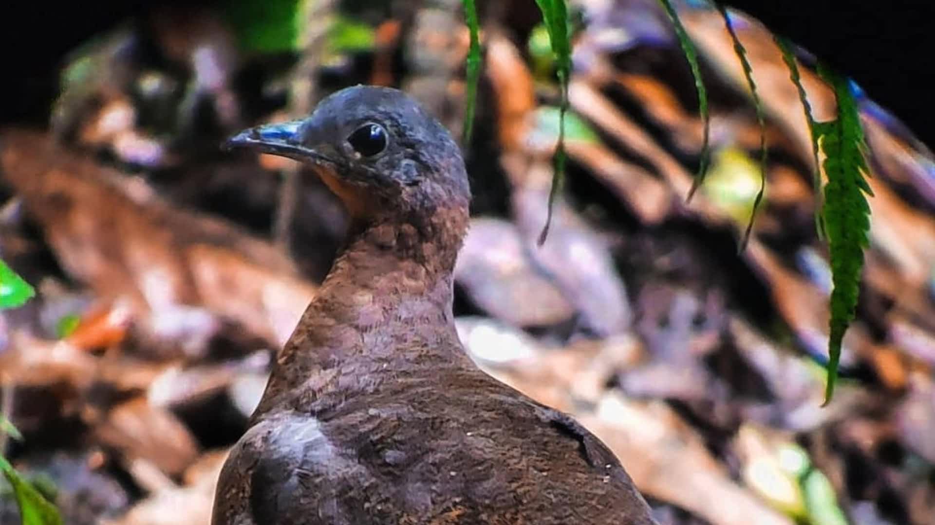 Avistamiento de Aves en el Bosque Nuboso