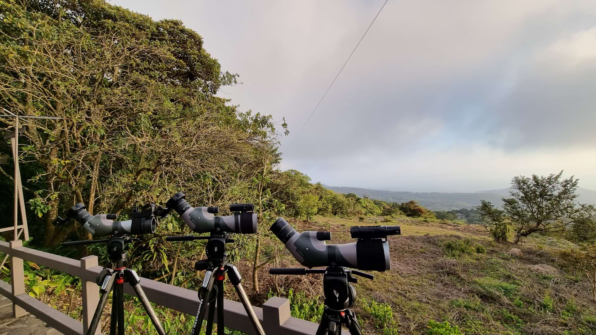 Avistamiento de Aves en el Bosque Nuboso