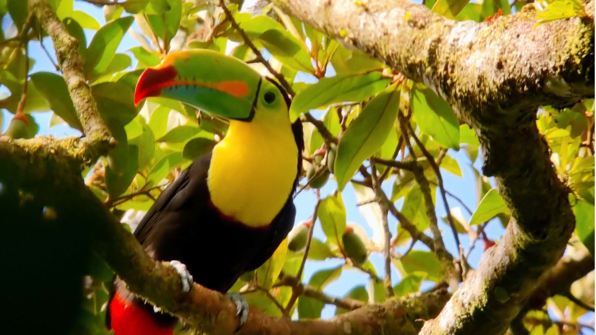 Bird Watching in the Cloud Forest