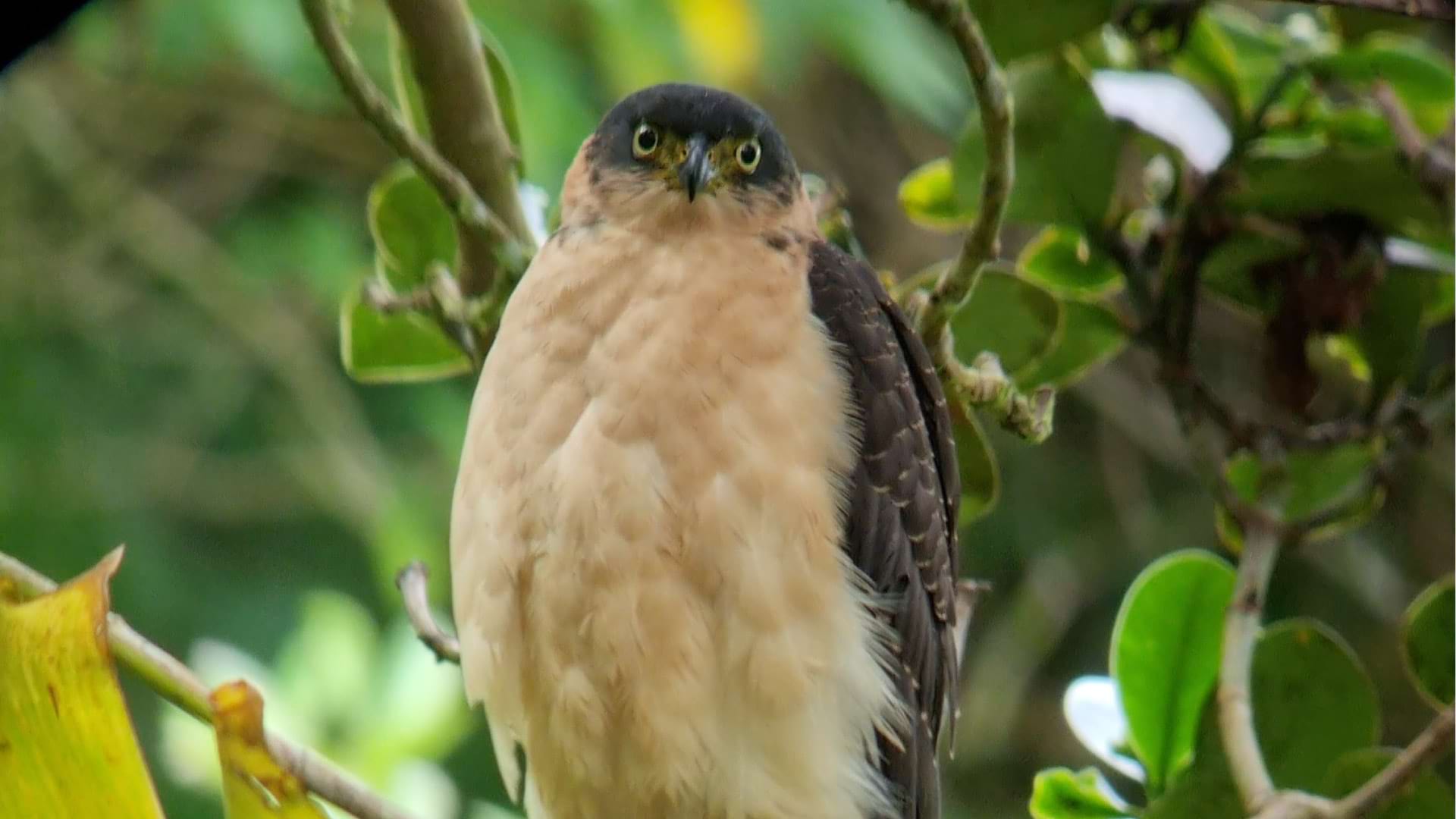 Avistamiento de Aves en el Bosque Nuboso