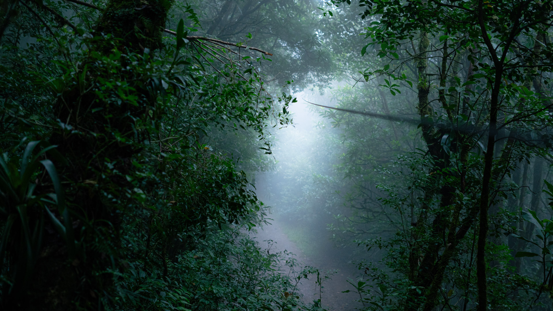 TreeTop Canopy Tour