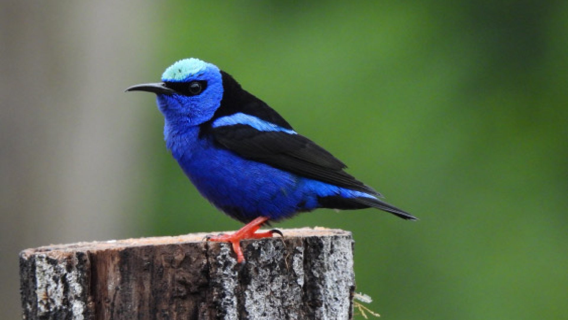 Observación de Aves en Finca Lantana