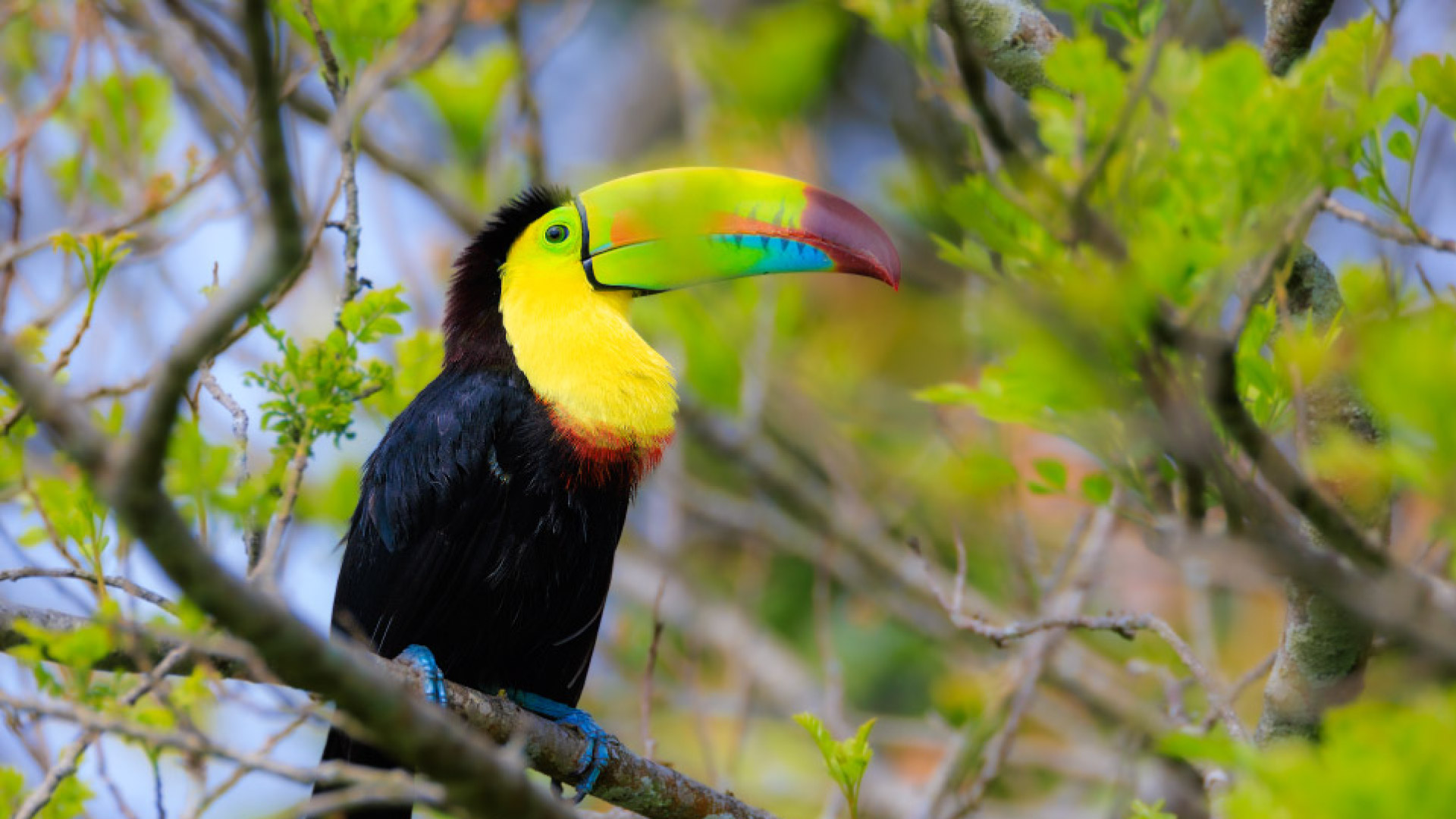 Observación de Aves en Finca Lantana