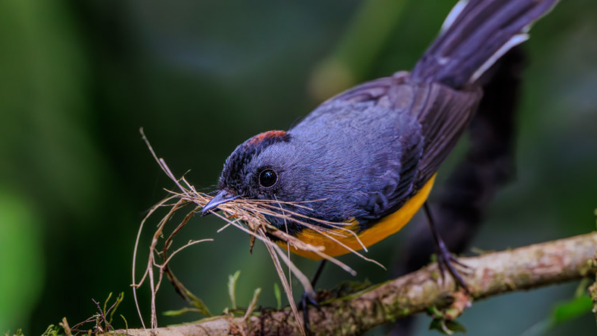 Observación de Aves en Finca Lantana