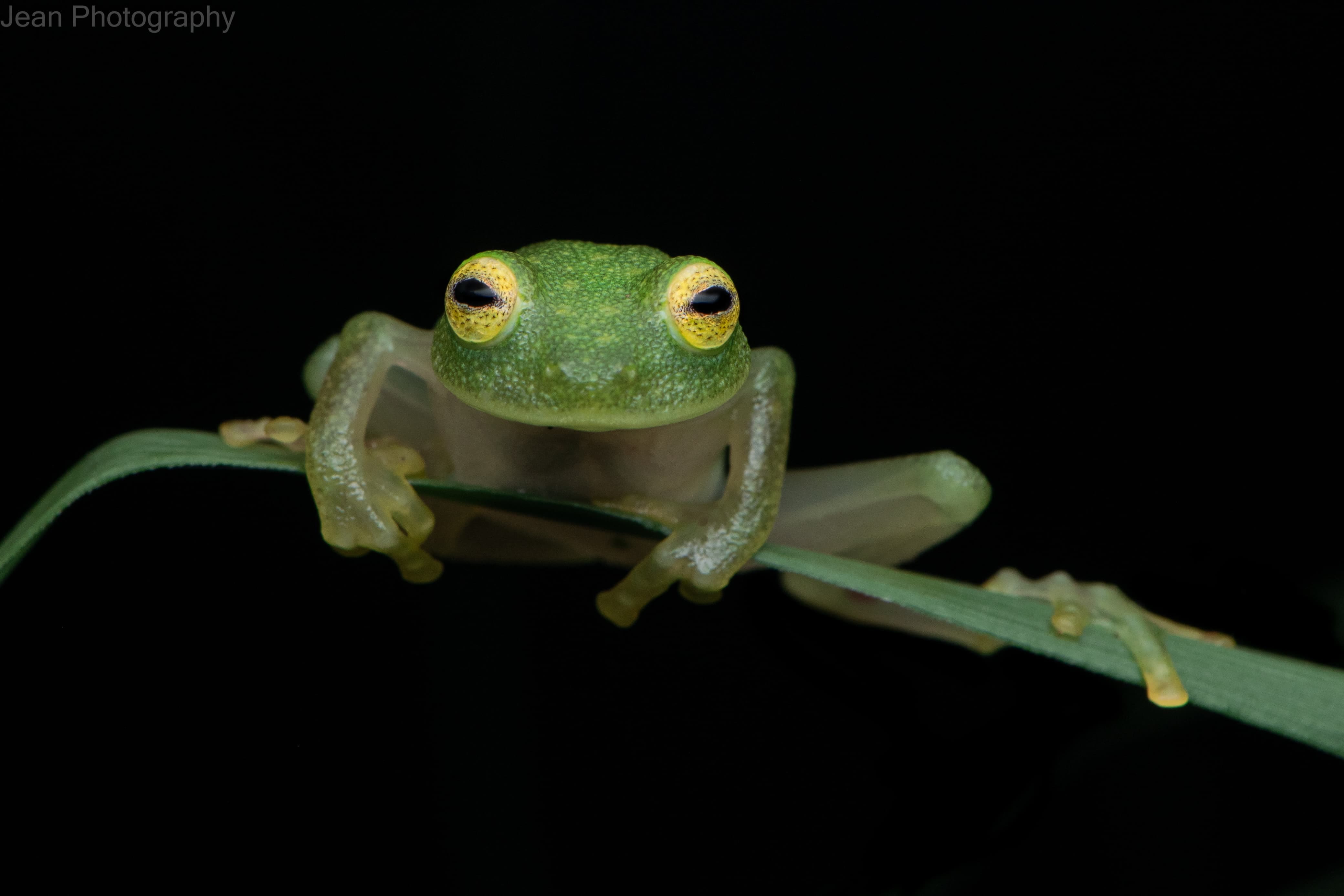 Night Vision Walk: Exploring Monteverde’s Hidden Wildlife