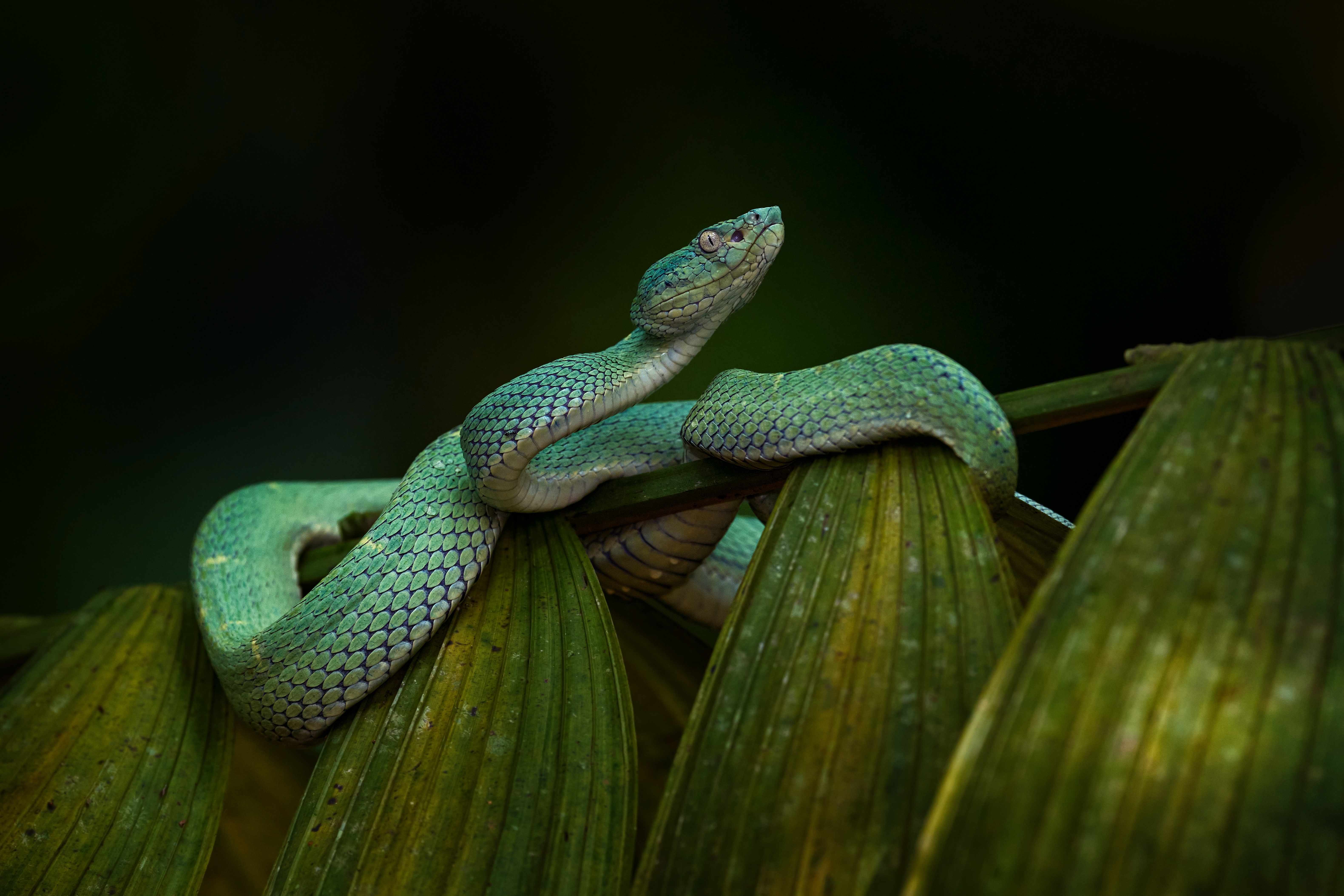 Nightlife in the Monteverde Cloud Forest