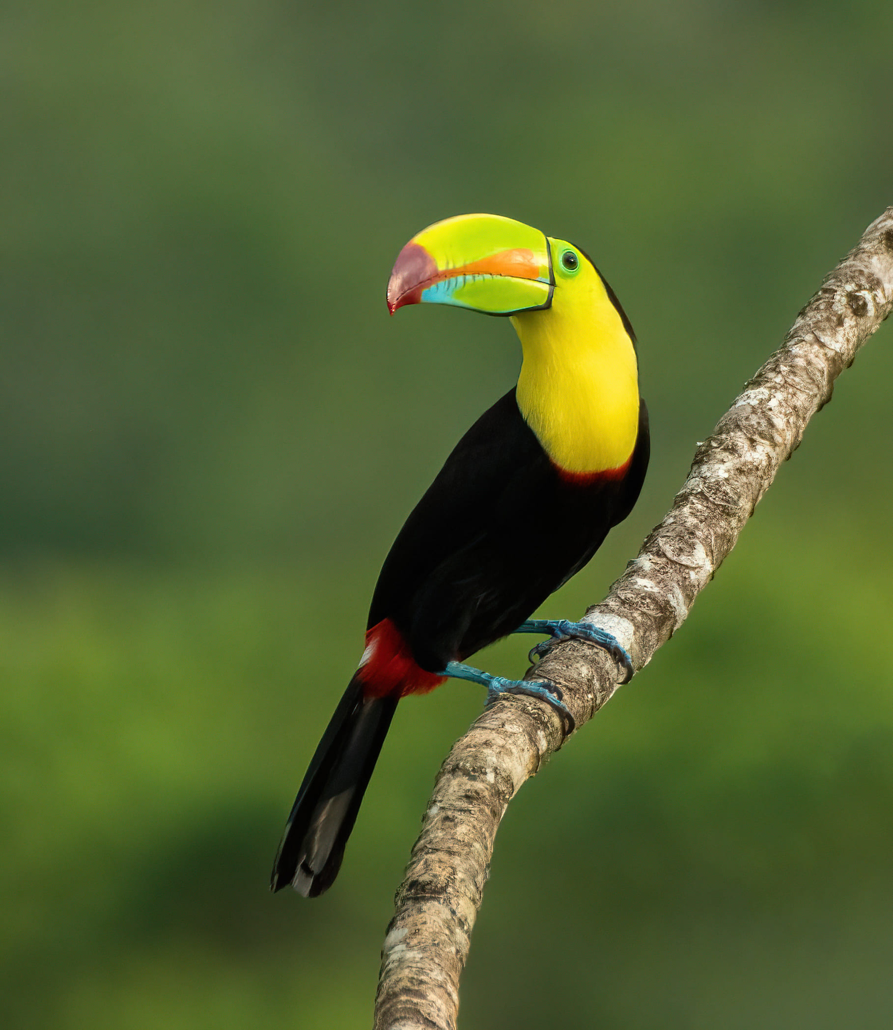 Monteverde Birdwatching: HalfDay with George