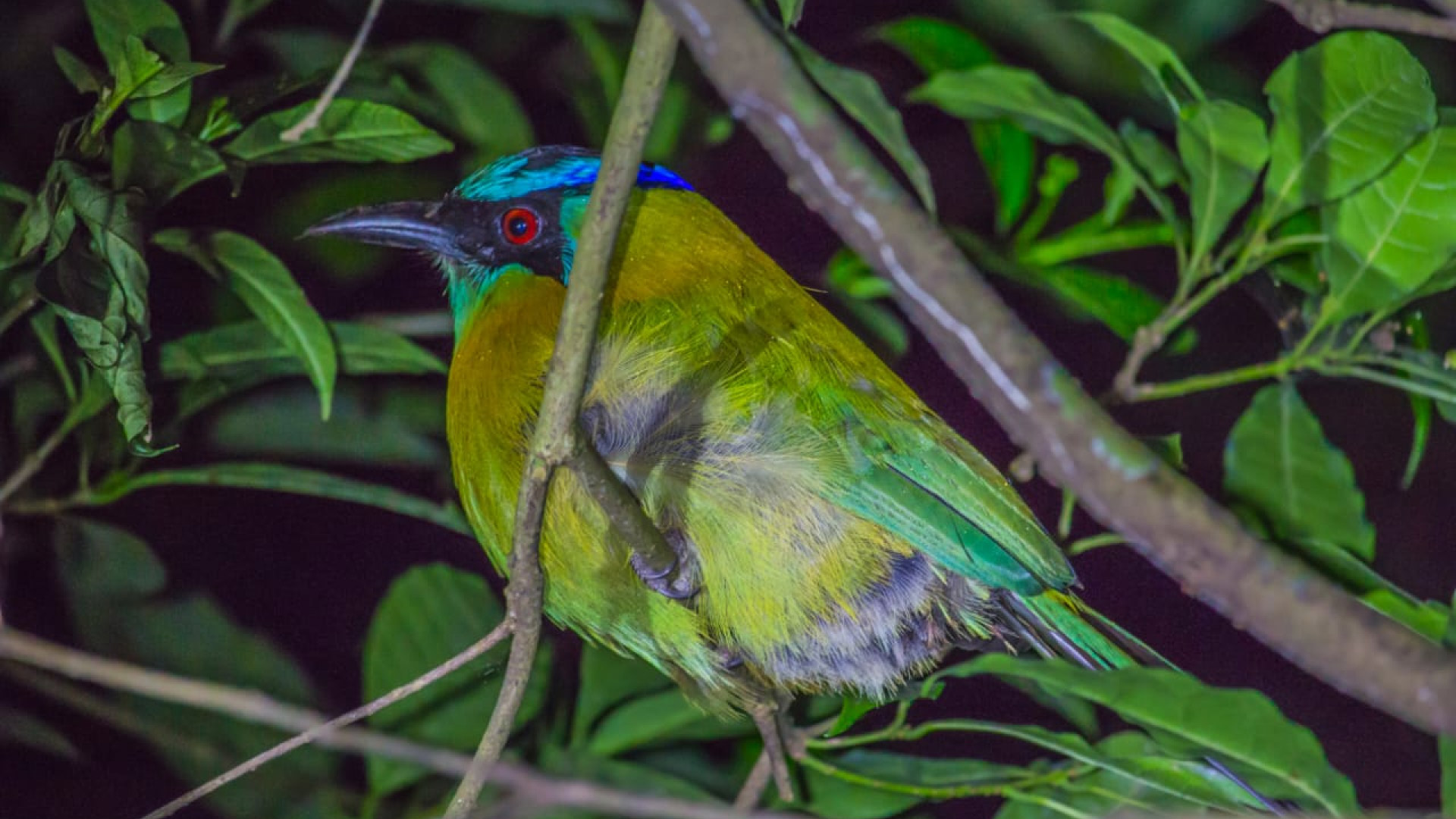 Kinkajou Night Walk Tour