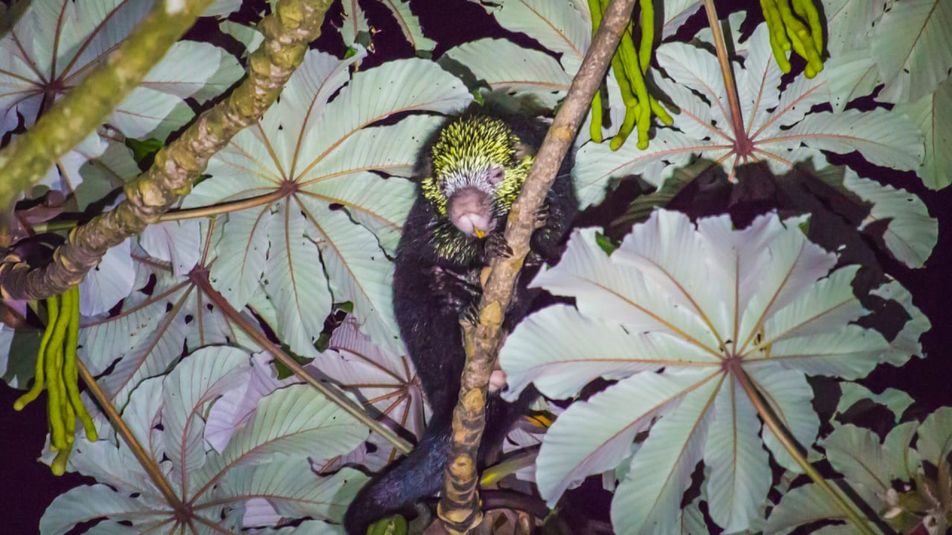 Kinkajou Night Walk Tour