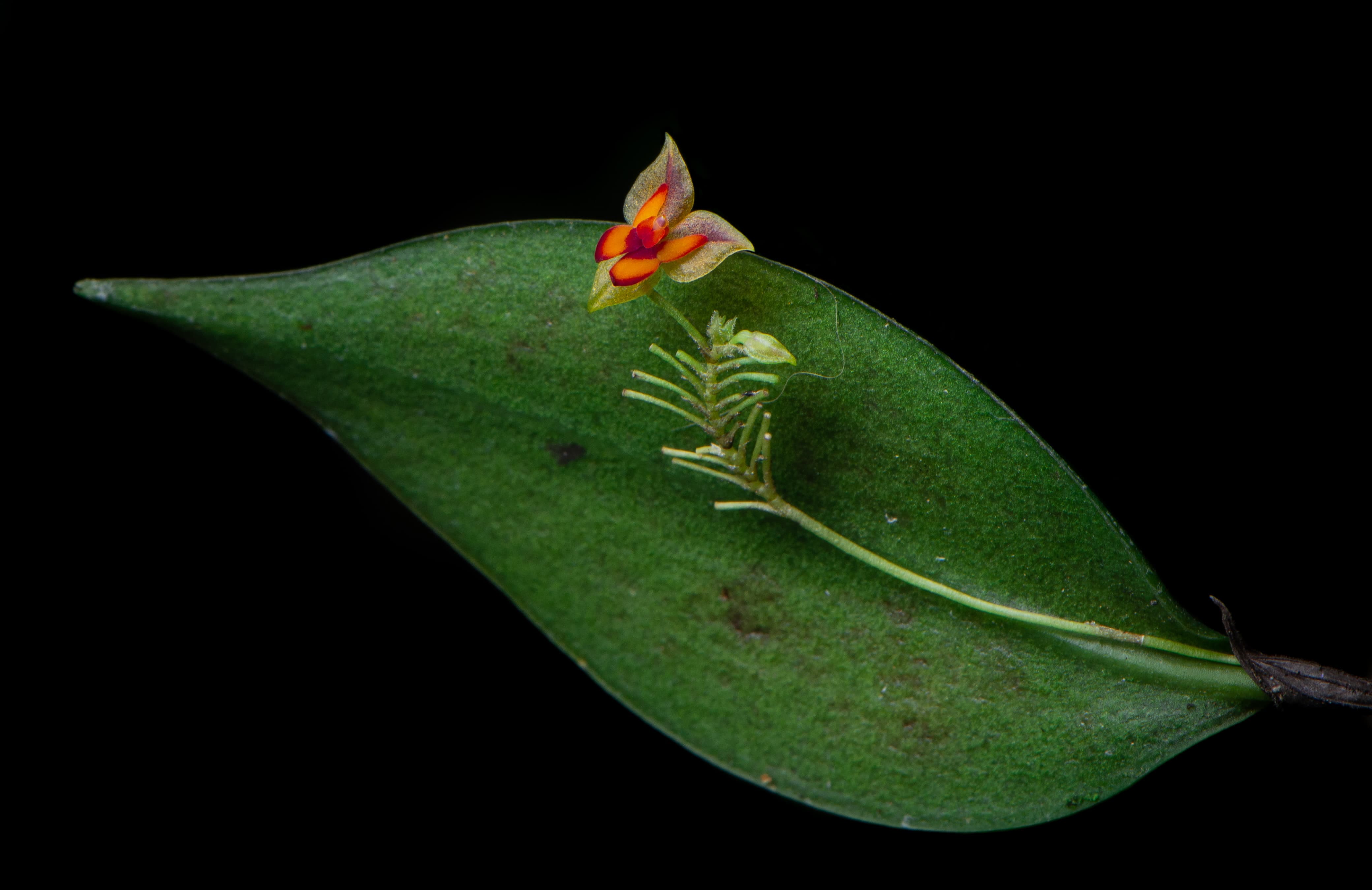 Night Vision Walk: Exploring Monteverde’s Hidden Wildlife