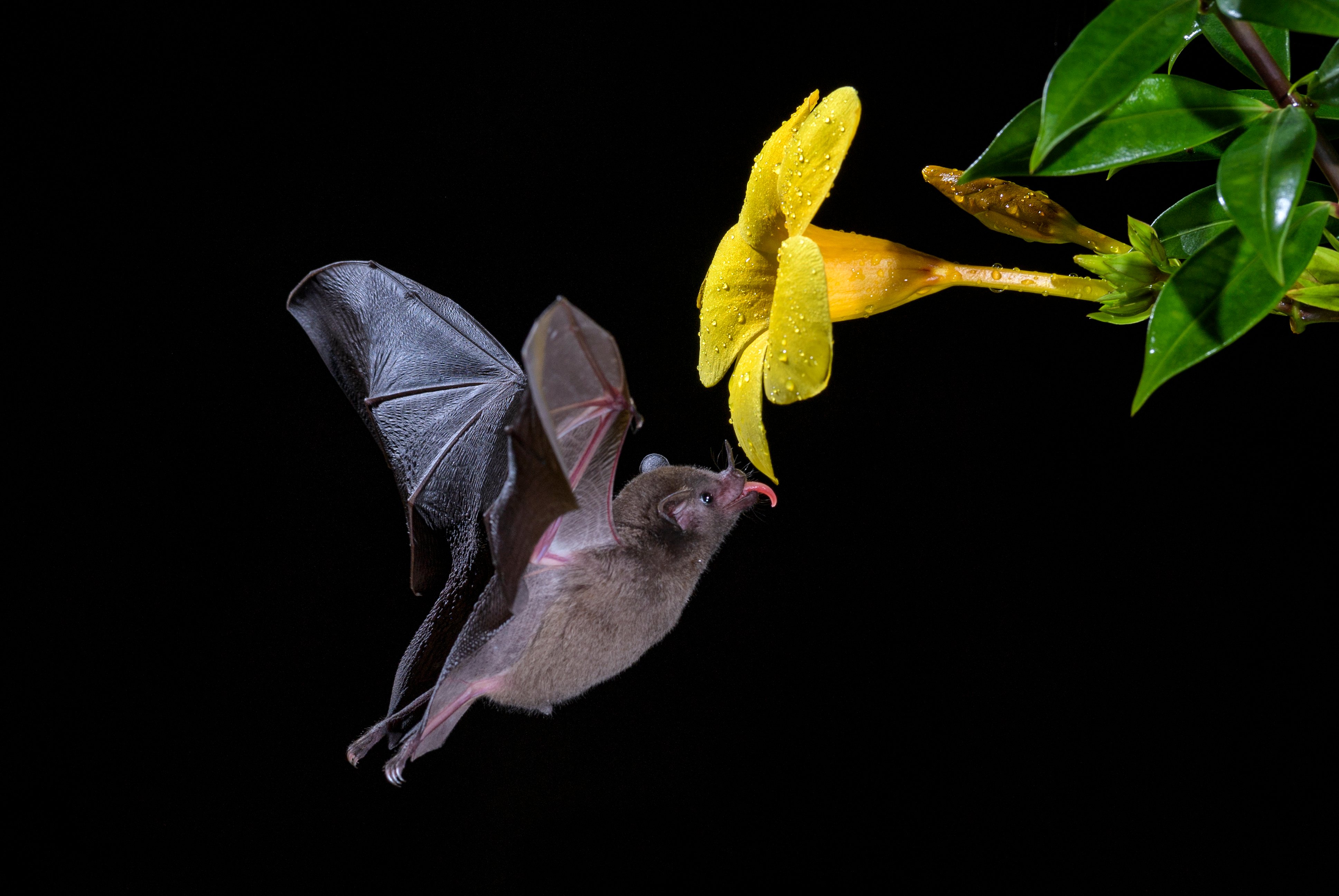 Nightlife in the Monteverde Cloud Forest