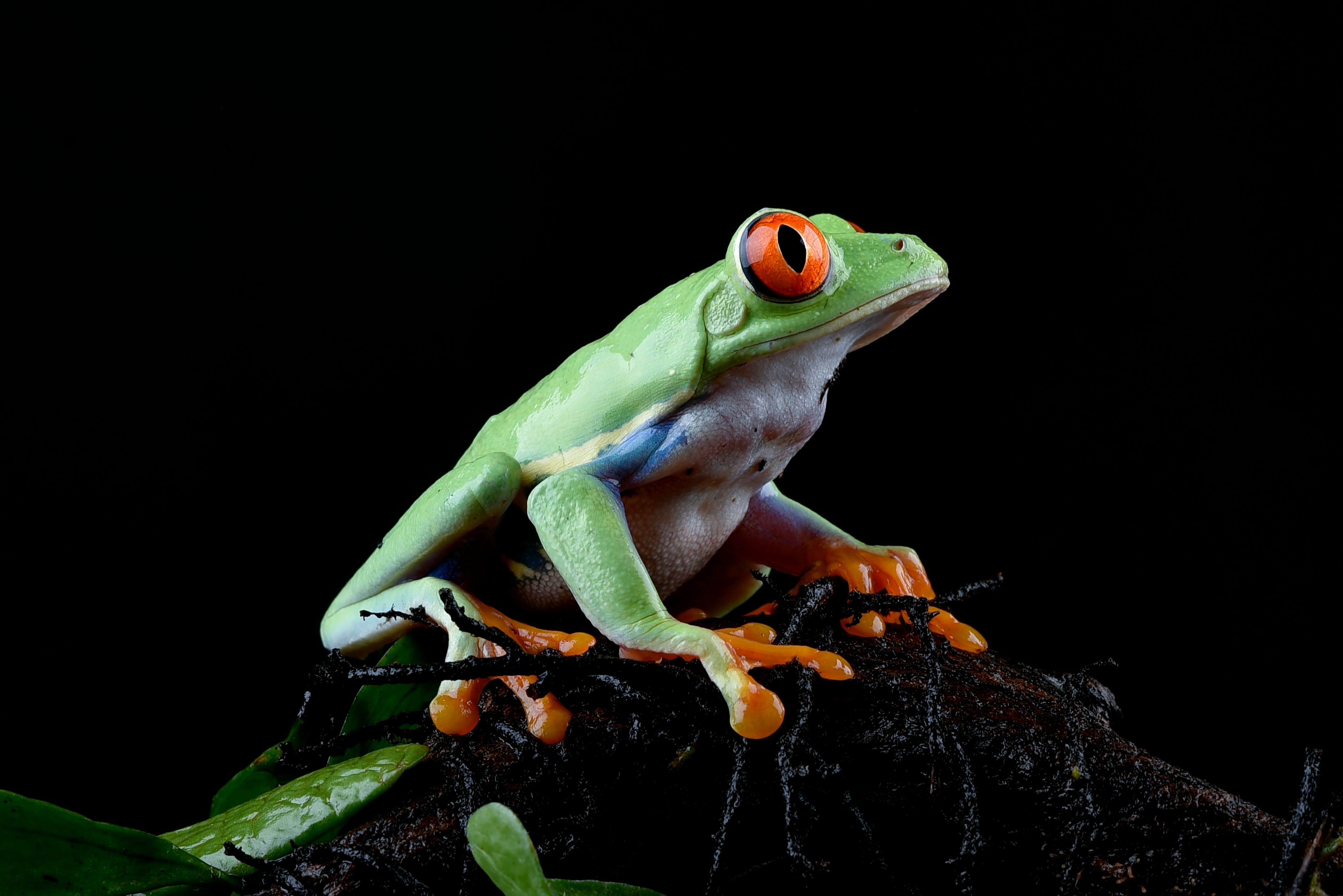 Nightlife in the Monteverde Cloud Forest