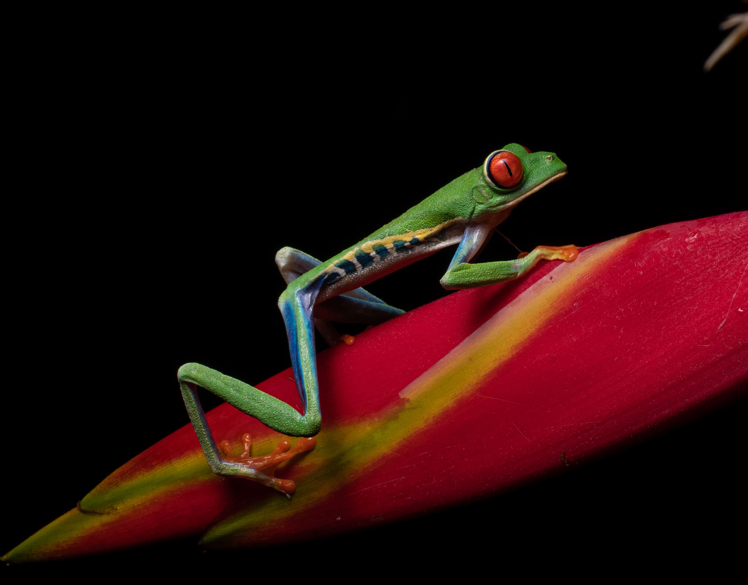 Night Vision Walk: Exploring Monteverde’s Hidden Wildlife