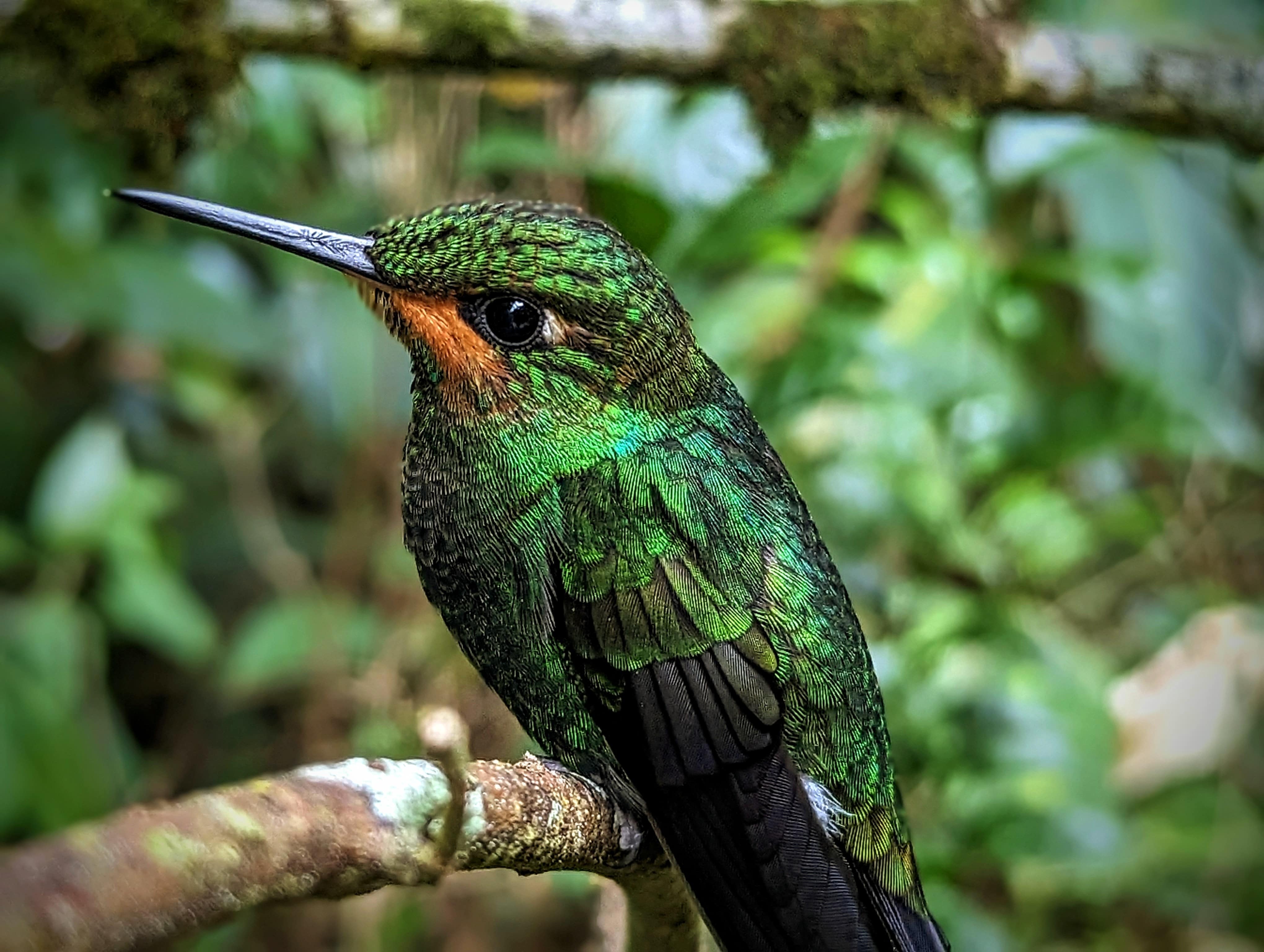 Birdwatching trails of Monteverde