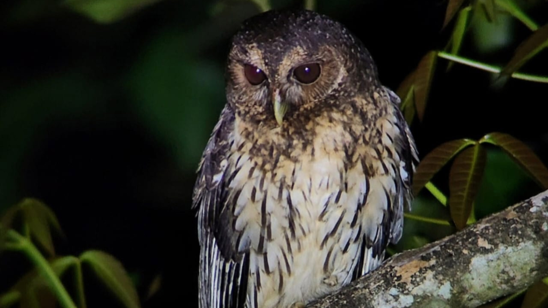 Caminata Nocturna en Monteverde