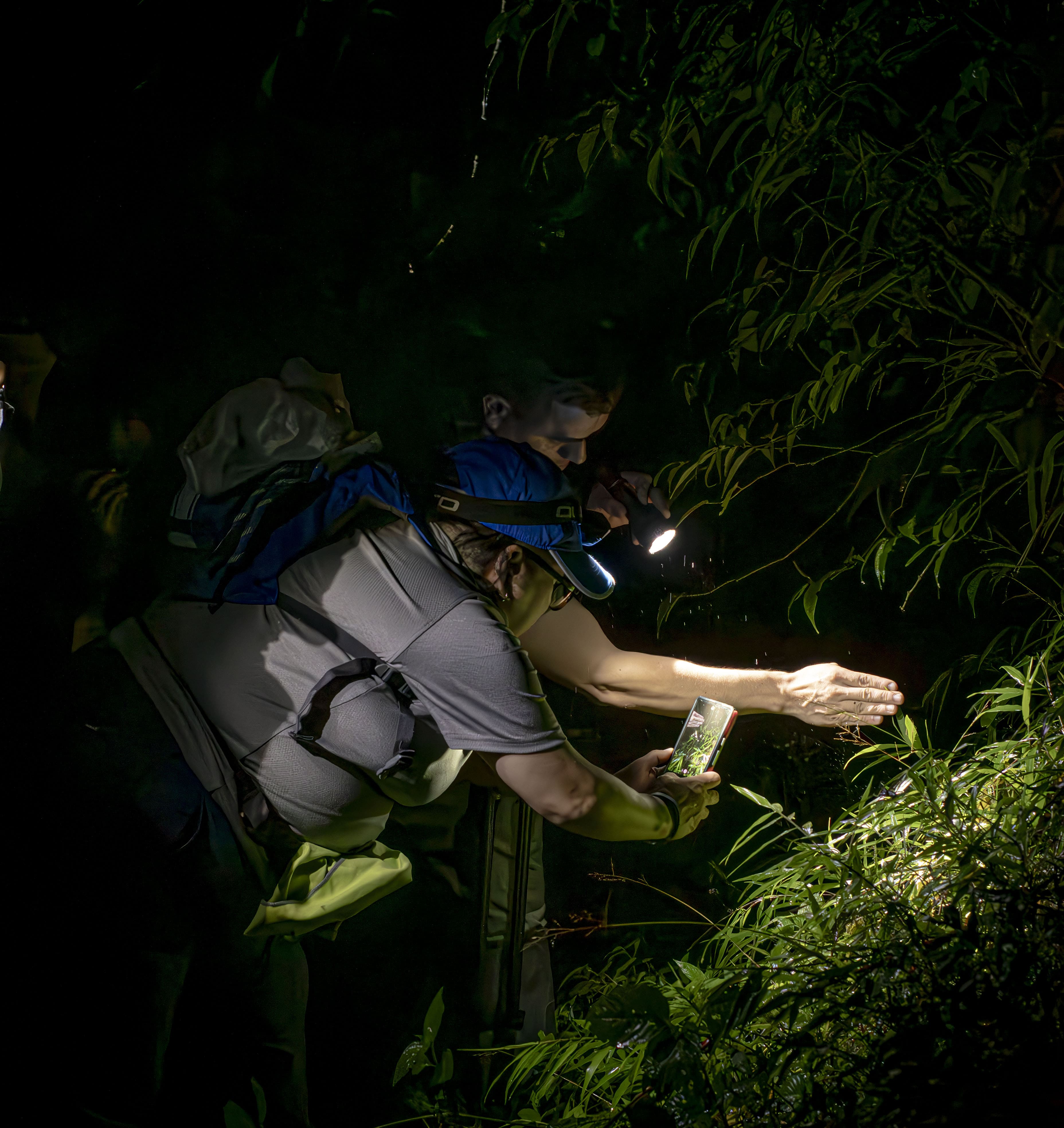 Caminata Nocturna en Monteverde