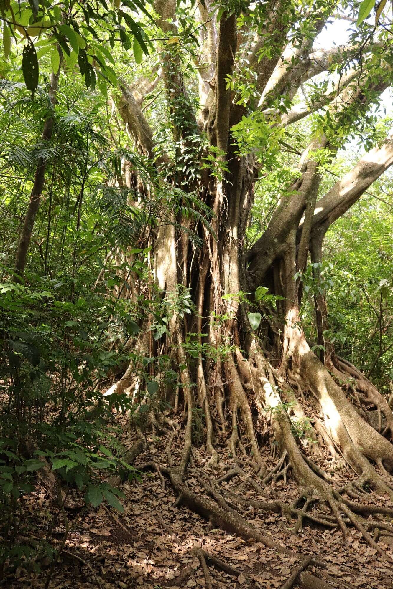 Ruta Natural por el Santuario Ecológico Monteverde