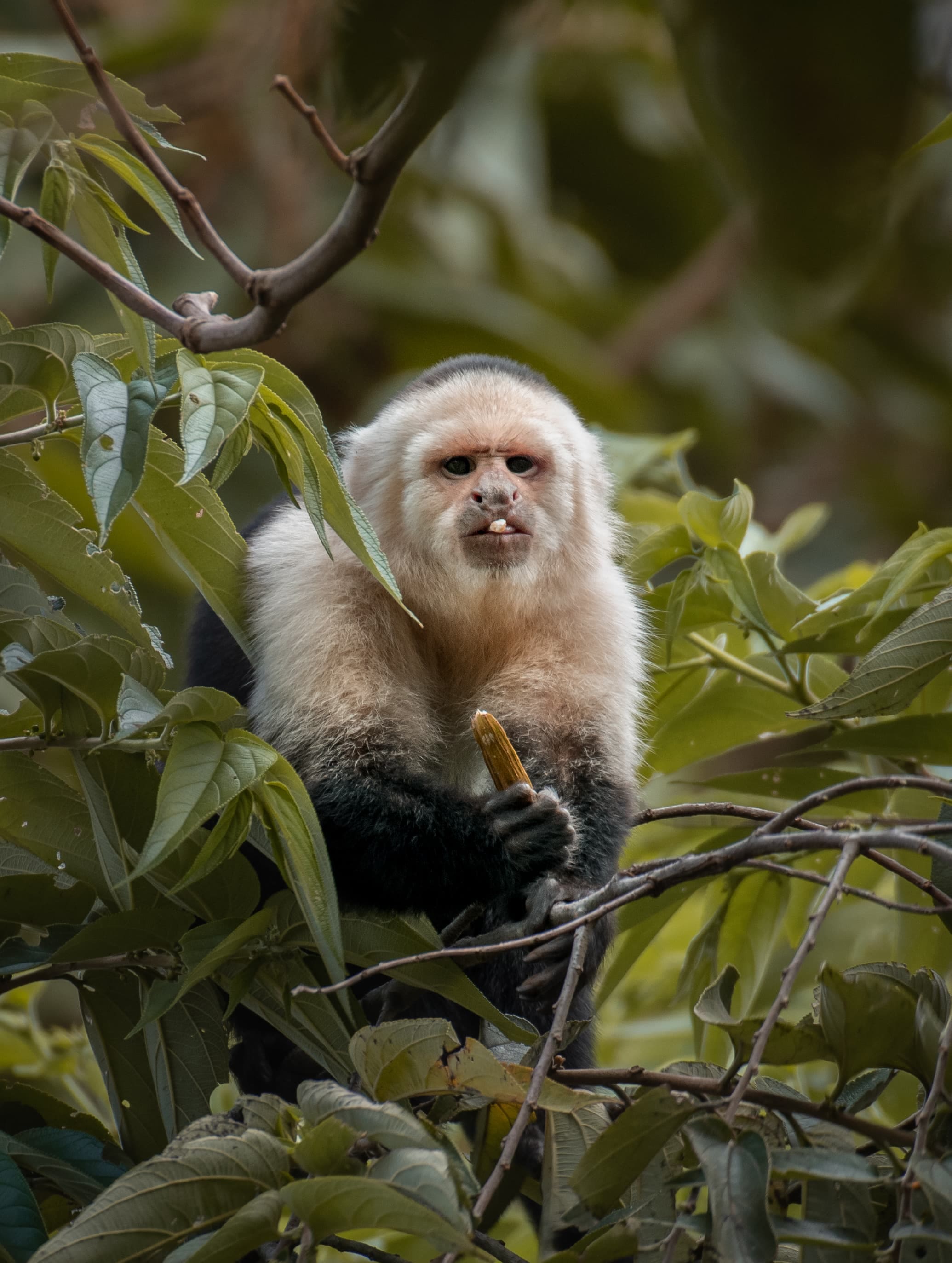 Monteverde Birdwatching: HalfDay with George