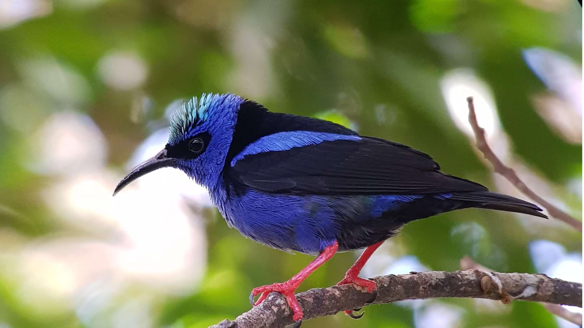 Bird Watching in the Cloud Forest