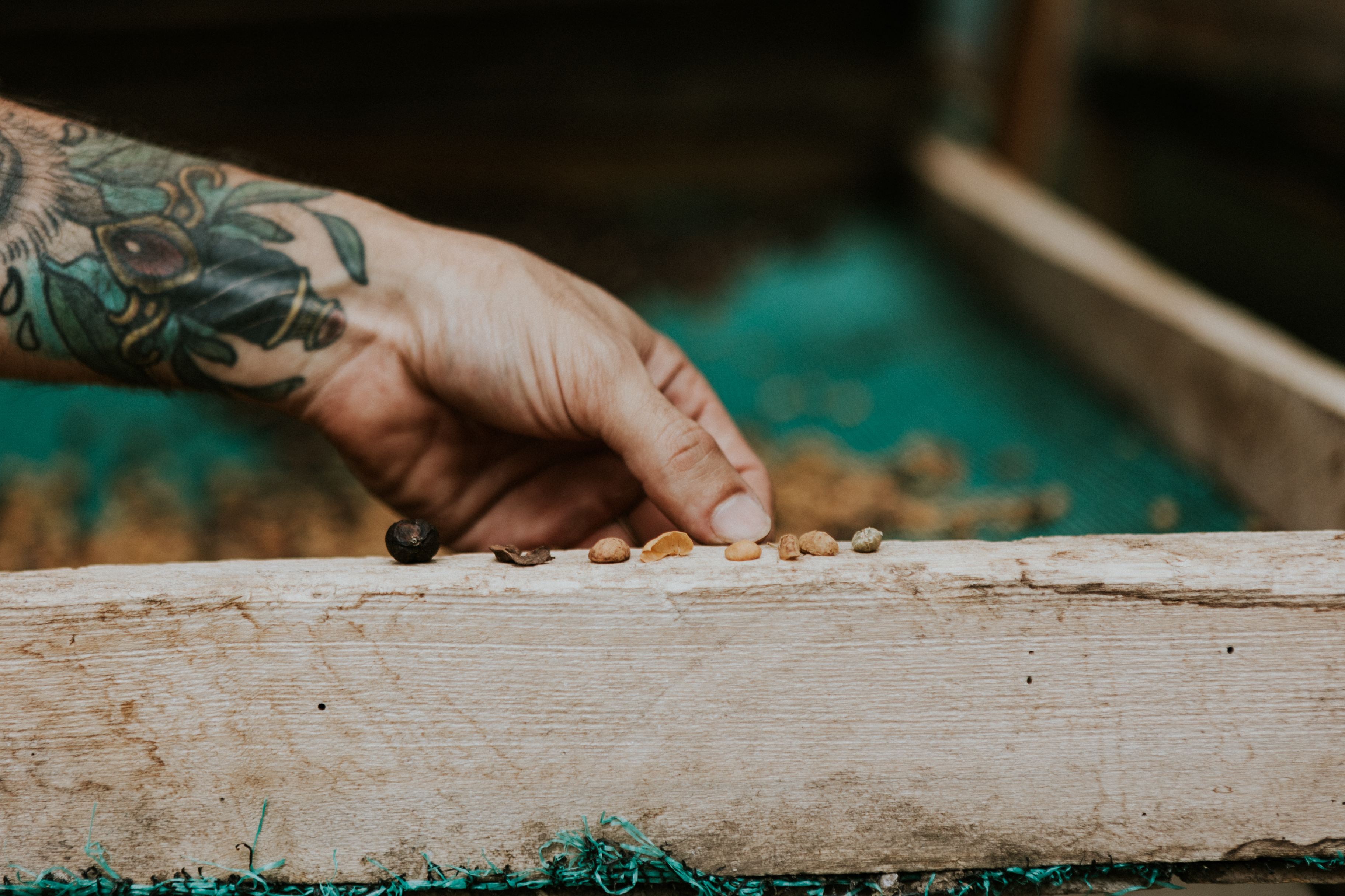 A hand displaying coffee beans at various stages of processing during the Coffee & Nature - Barista Art tour in Monteverde.