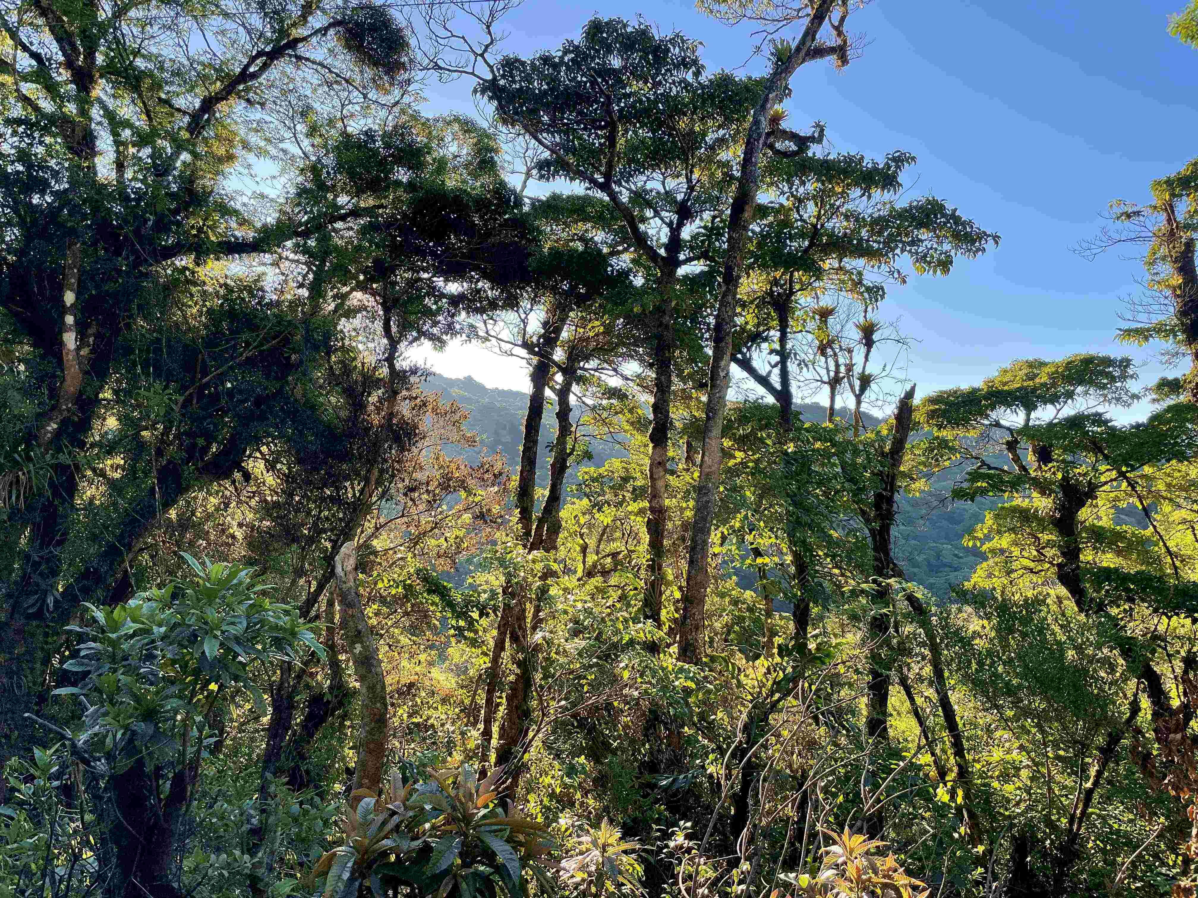 Panoramic view of Monteverde’s cloud forest with sunlight filtering through dense green foliage and towering trees.