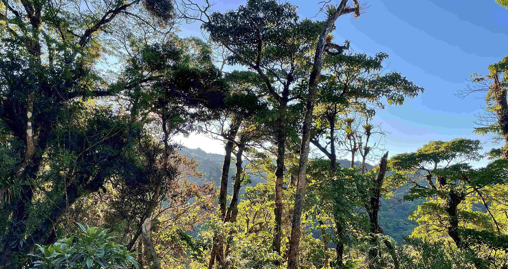 Panoramic view of Monteverde’s cloud forest with sunlight filtering through dense foliage and towering trees.